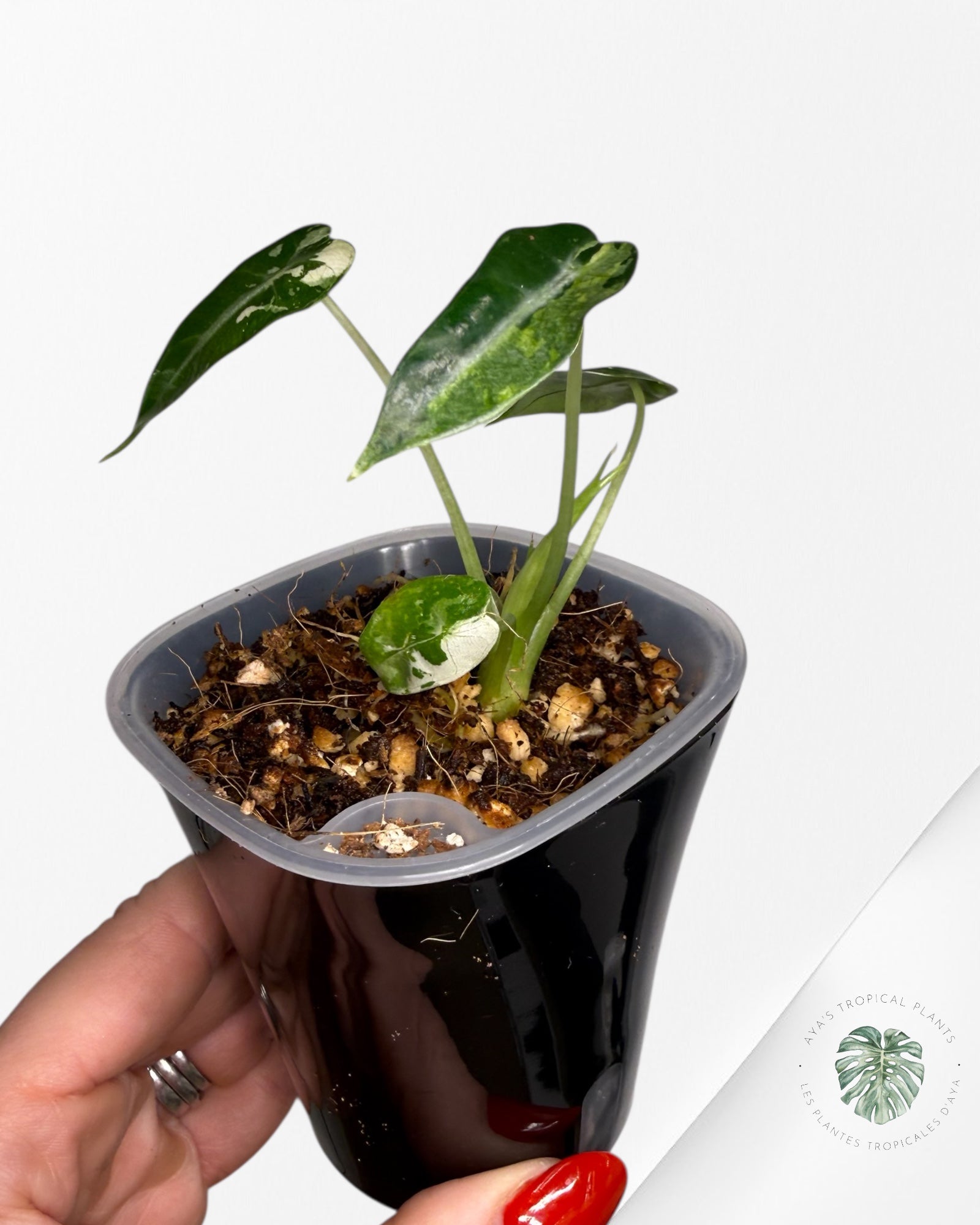 Alocasia Bambino  Albo & Aurea Variegated