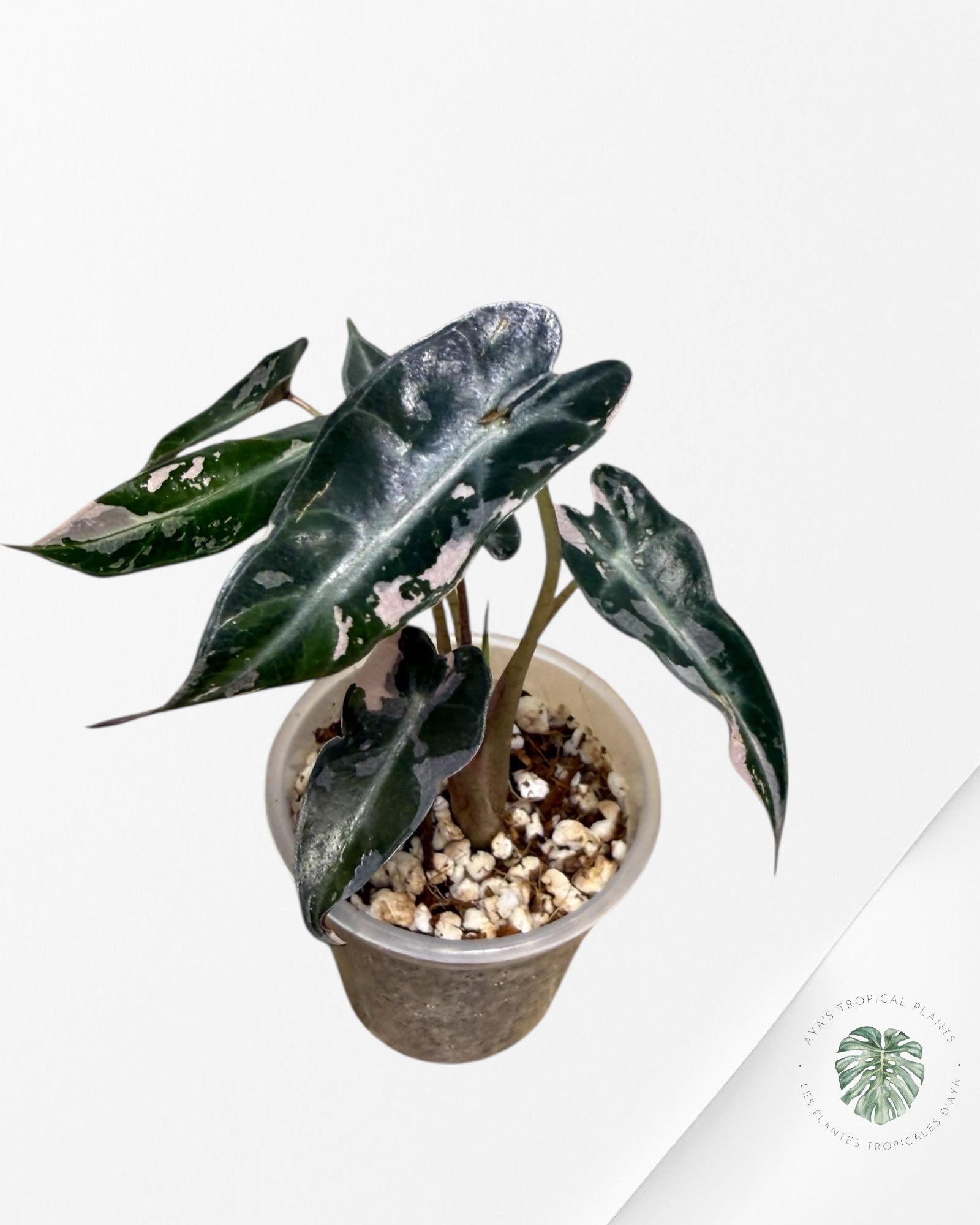 Alocasia Bambino Pink Variagated  