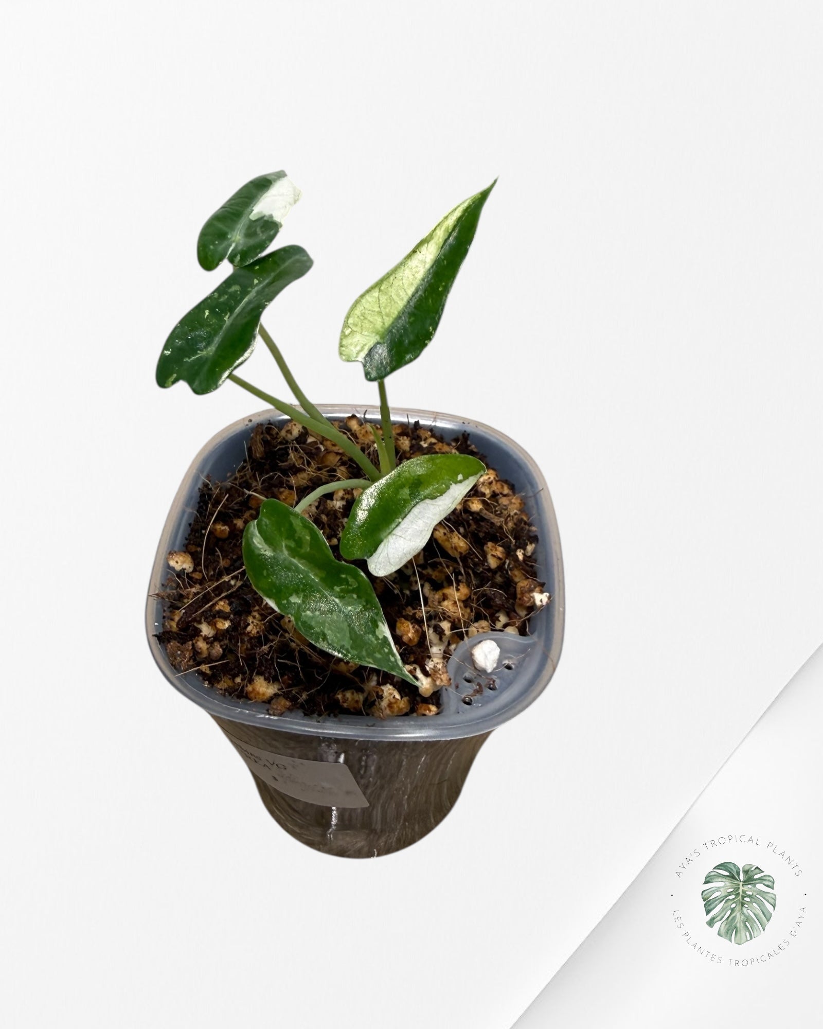 Alocasia Bambino Variagated