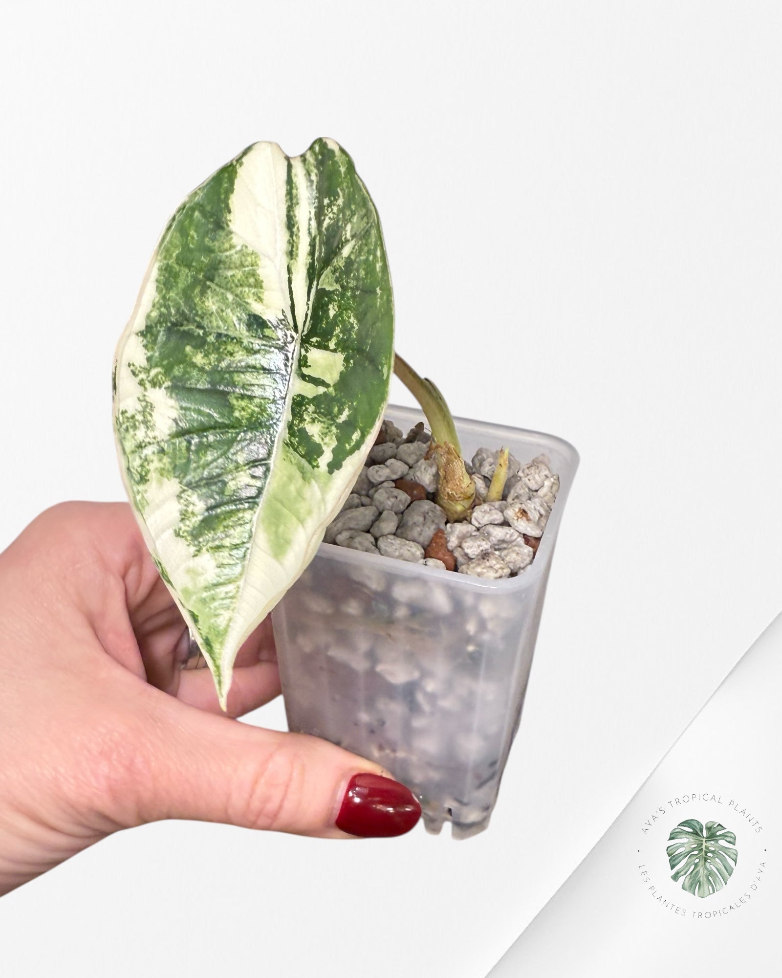 Alocasia Bisma Platinum Albo Variegated