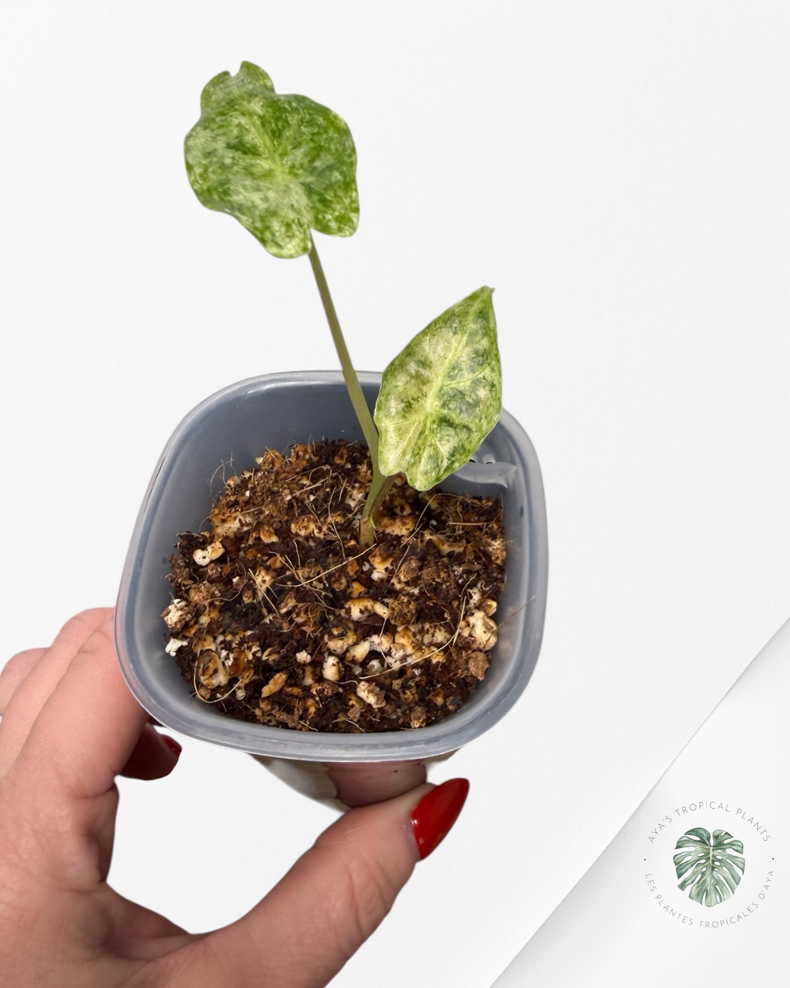 Alocasia Black Satun Pink Stardust