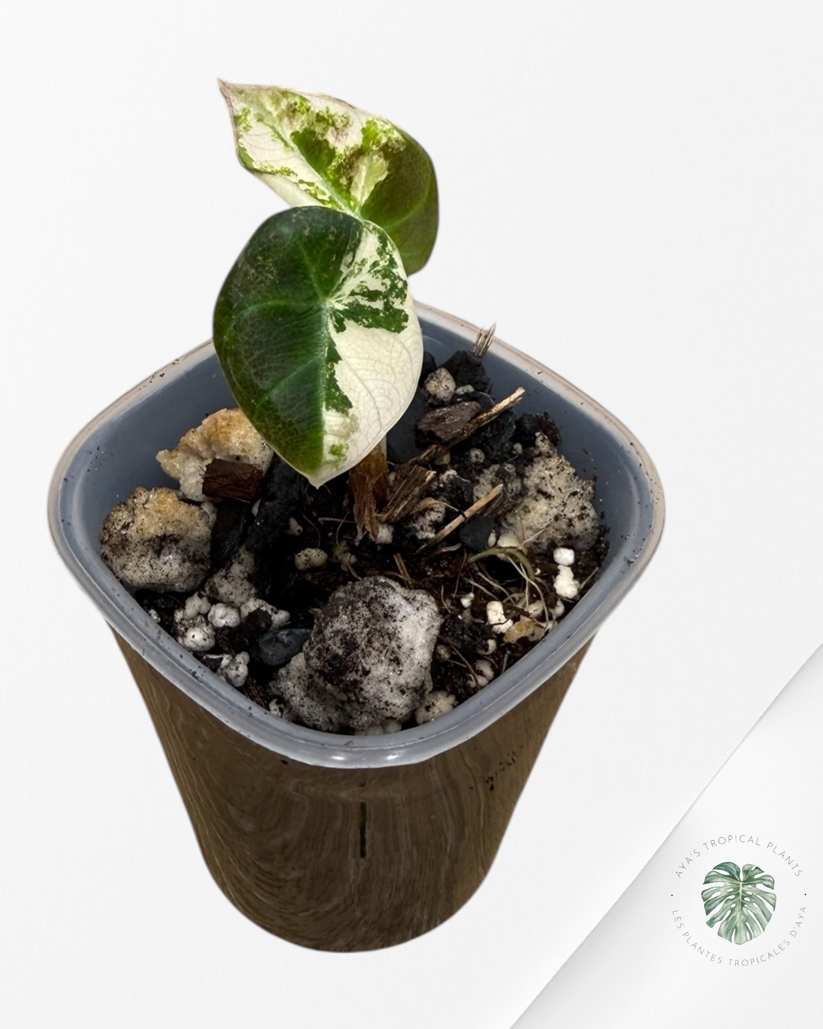 Alocasia Black Velvet Pink 