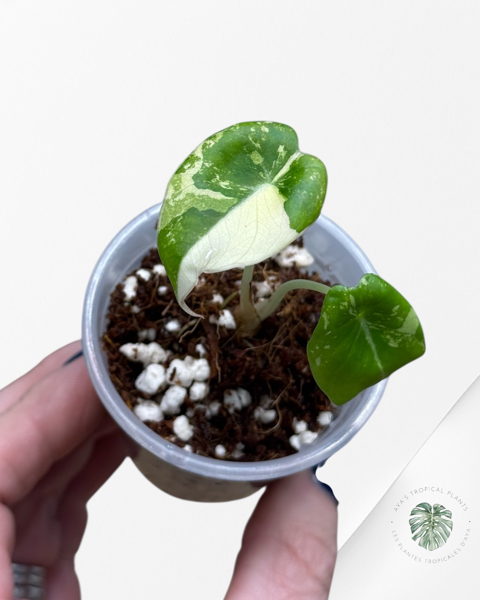 Alocasia Black Velvet Pink Variegated | Rare TC Plant| Aya's Tropical Plants