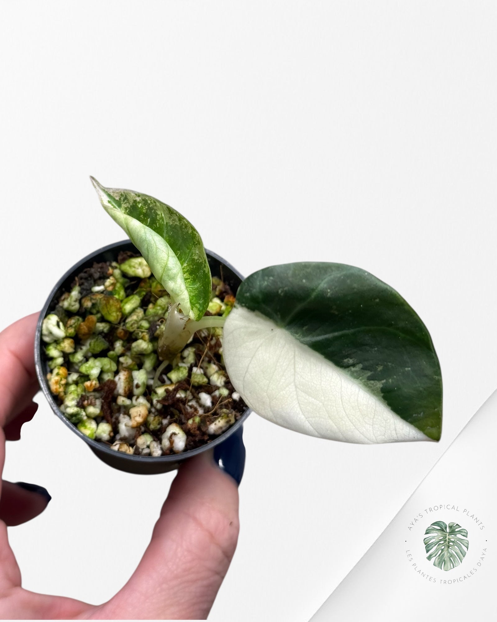 Alocasia Black Velvet Pink Variegated | Rare TC Plant| Aya's Tropical Plants