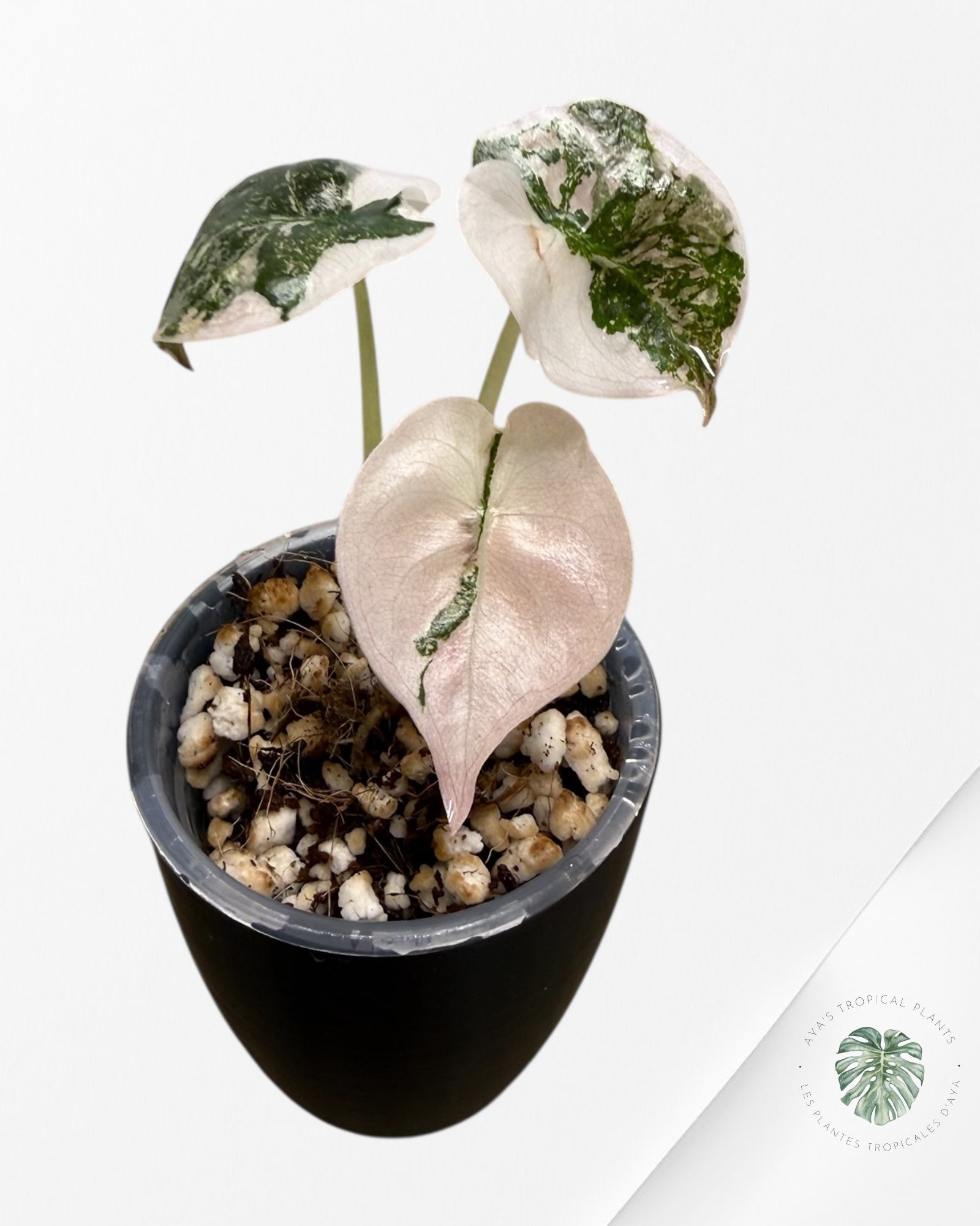 Alocasia Cuprea Albo Pink Variegated