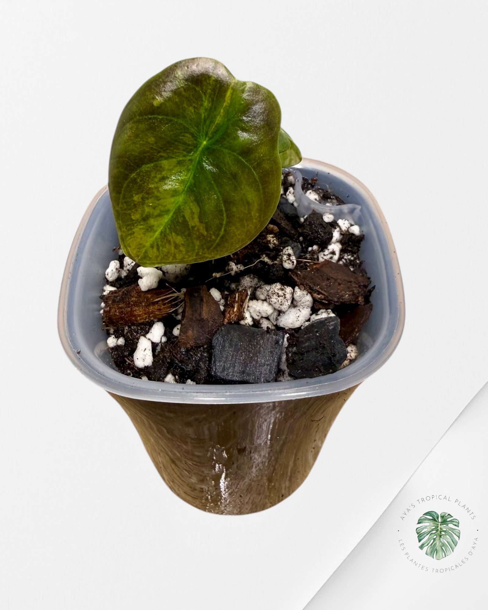 Alocasia Cuprea Golden Latte 