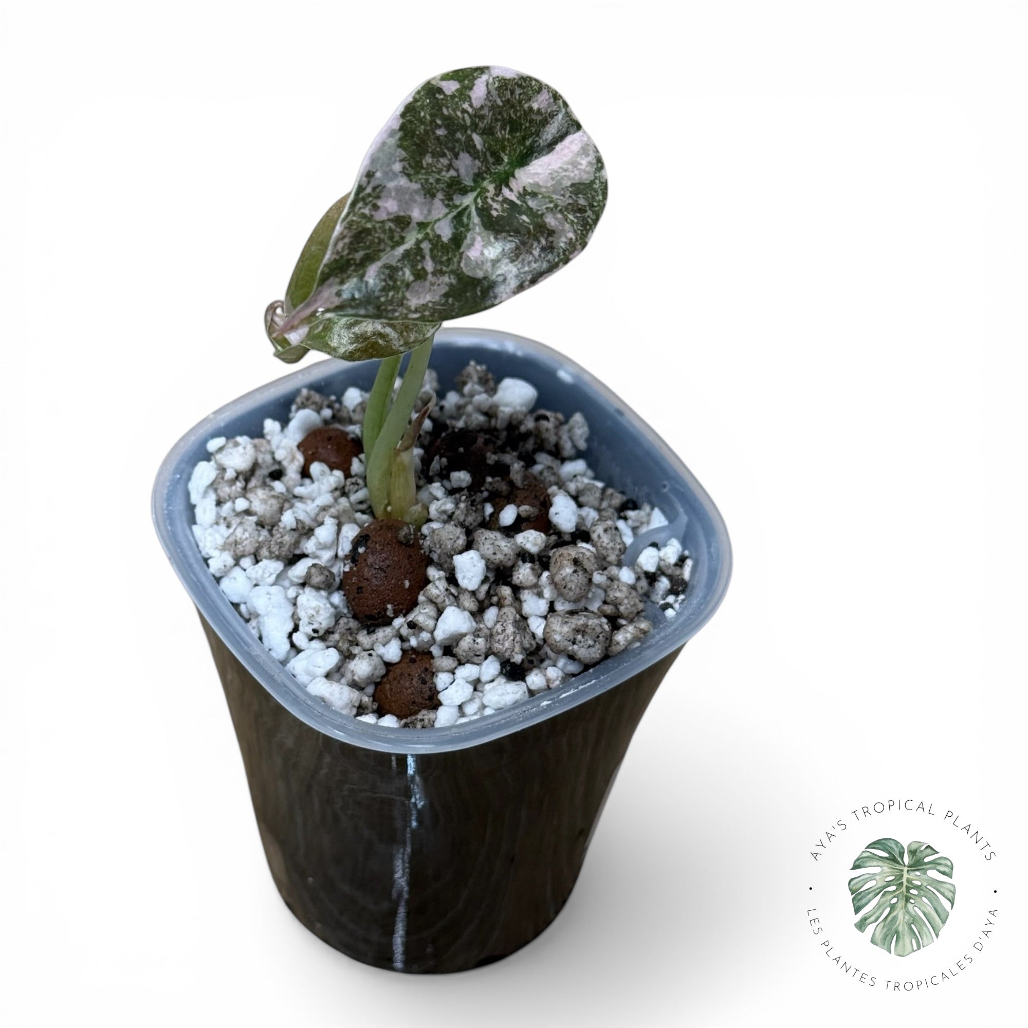 Alocasia Cuprea Pink Albo Variegated