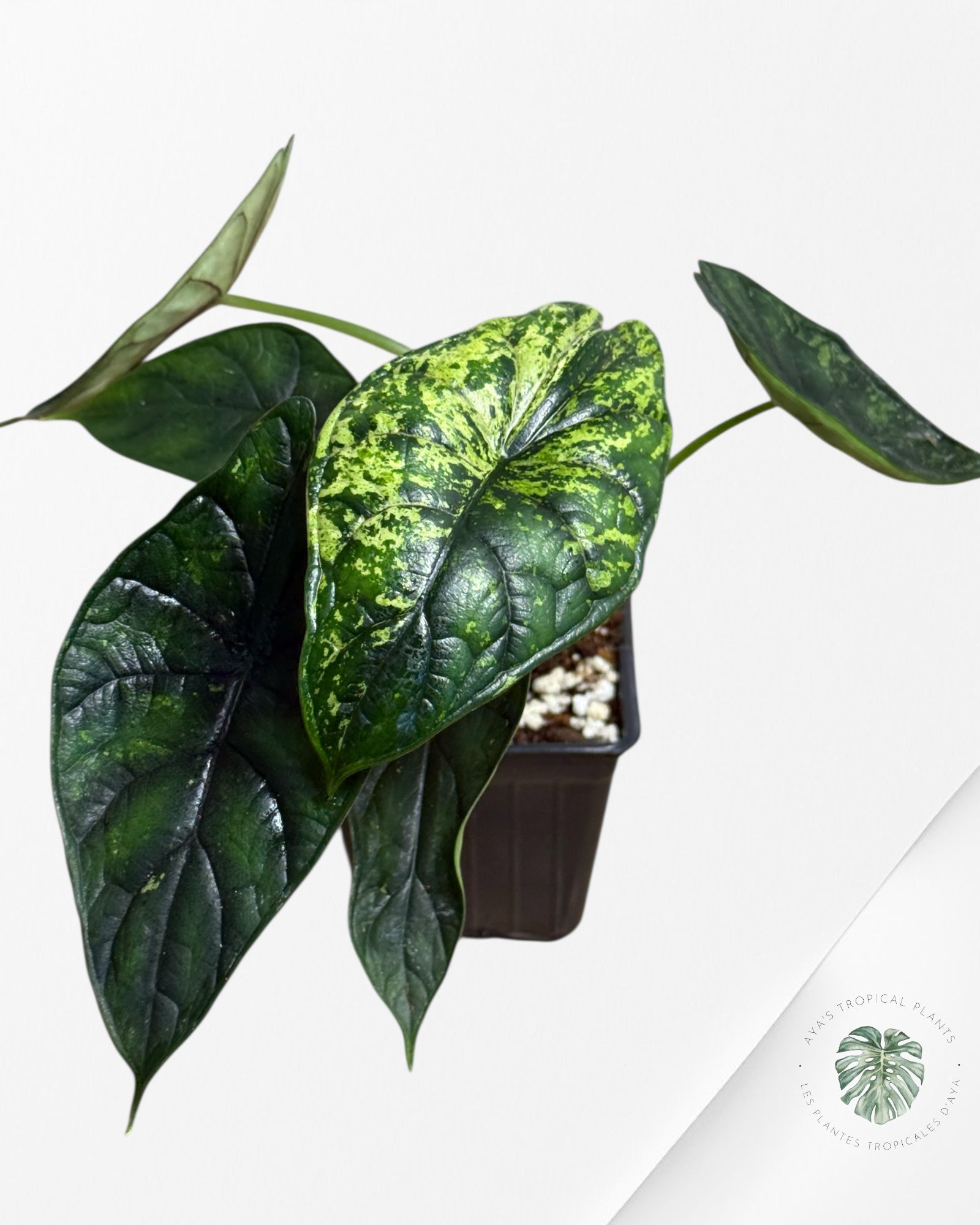 Alocasia Dragon Scale Mint - 91