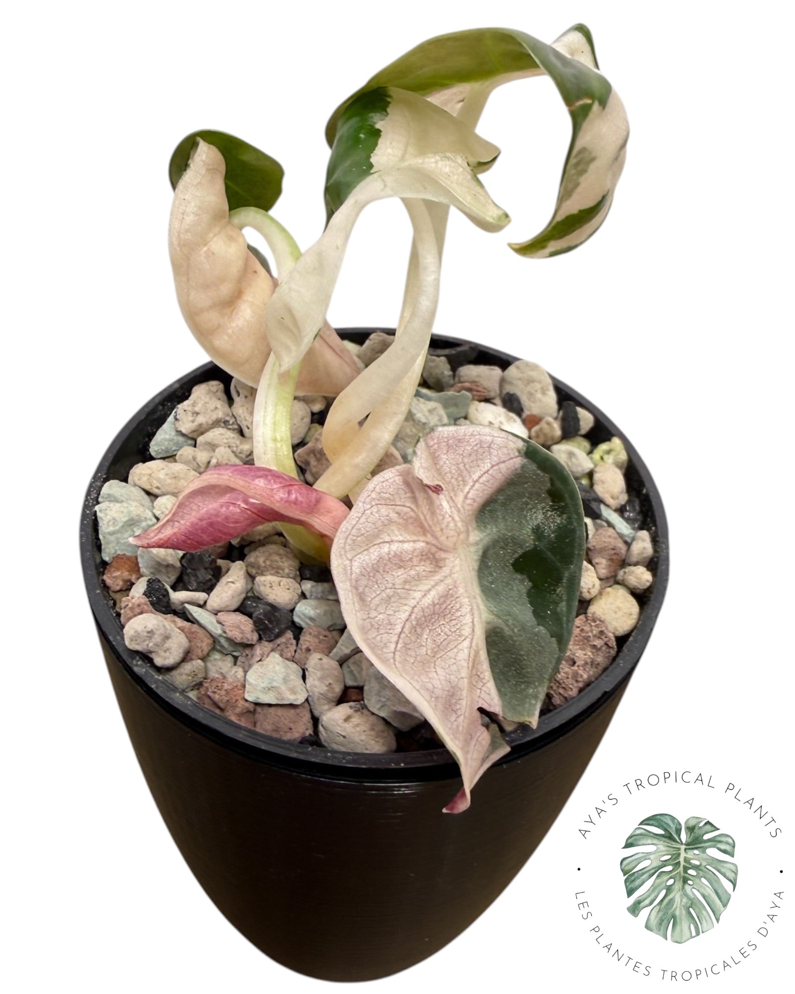 Alocasia Heart Balloon Pink variegated