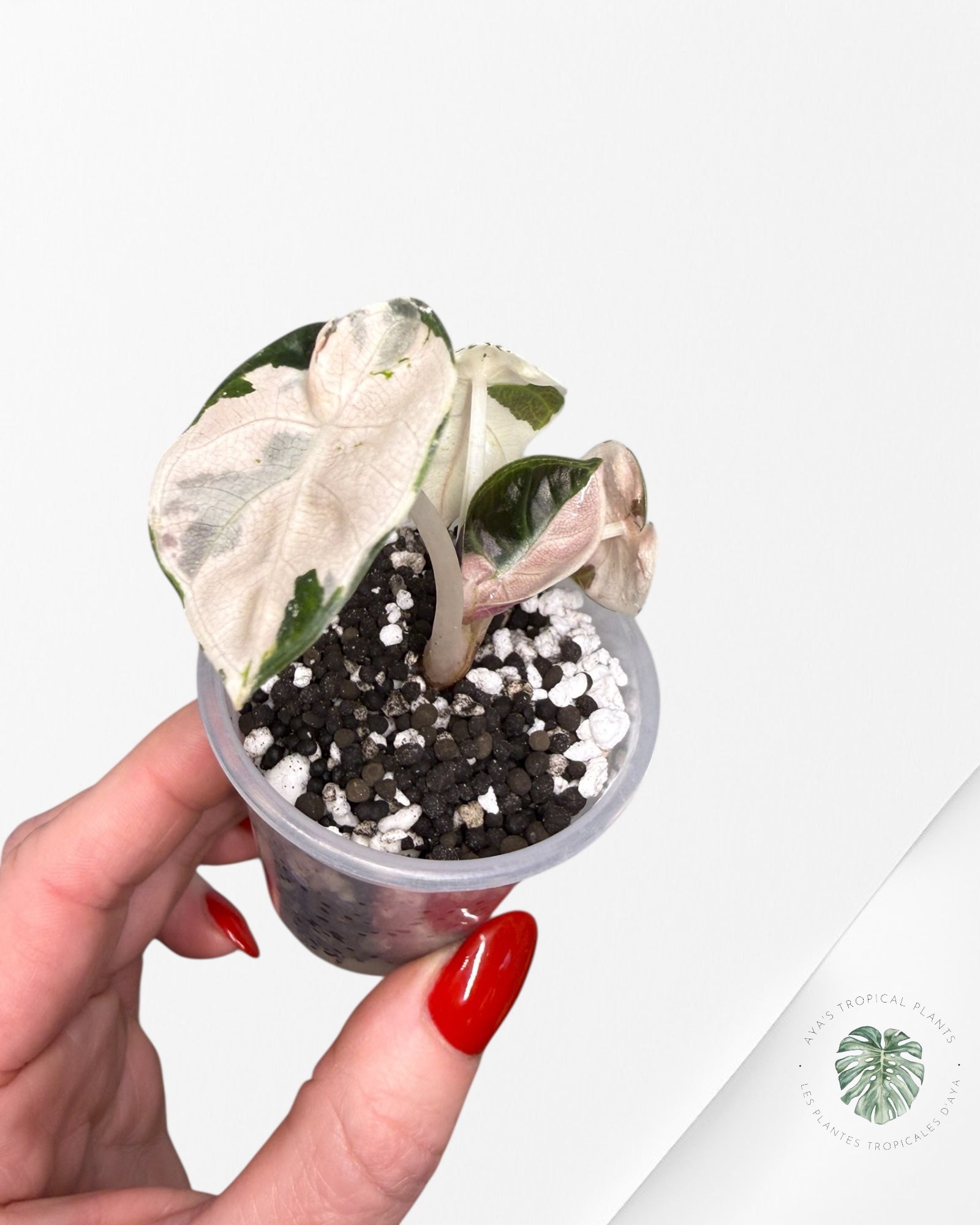 Alocasia Heart Balloon Pink variegated