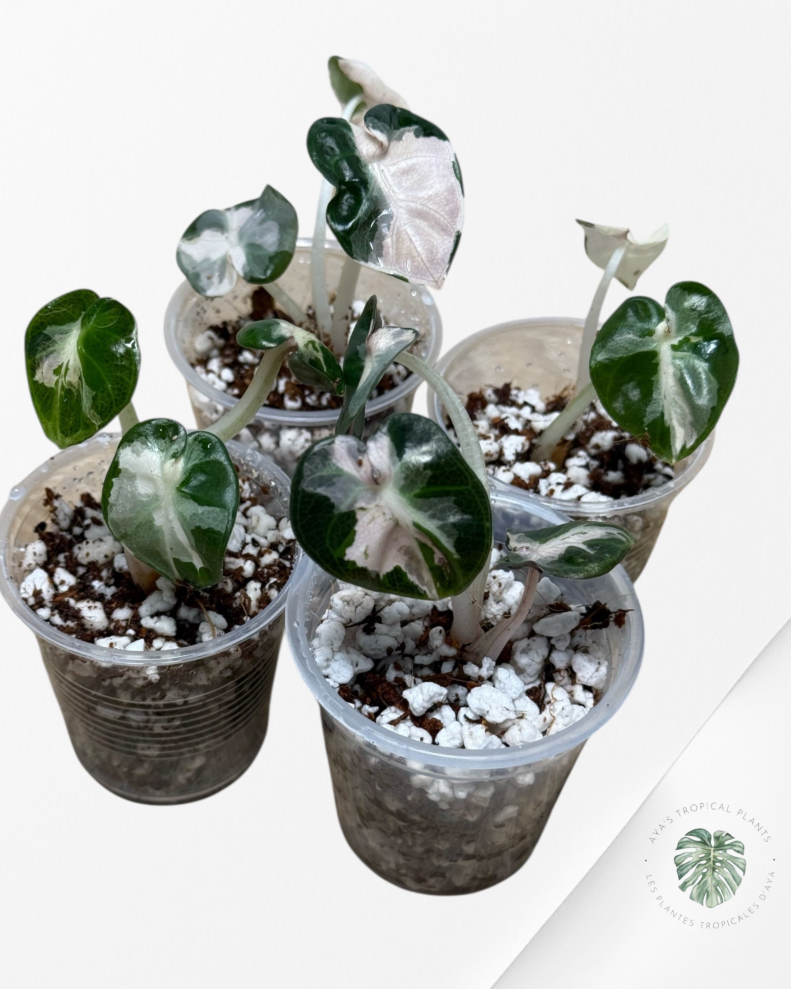 Alocasia Heart Balloon Pink variegated- PS