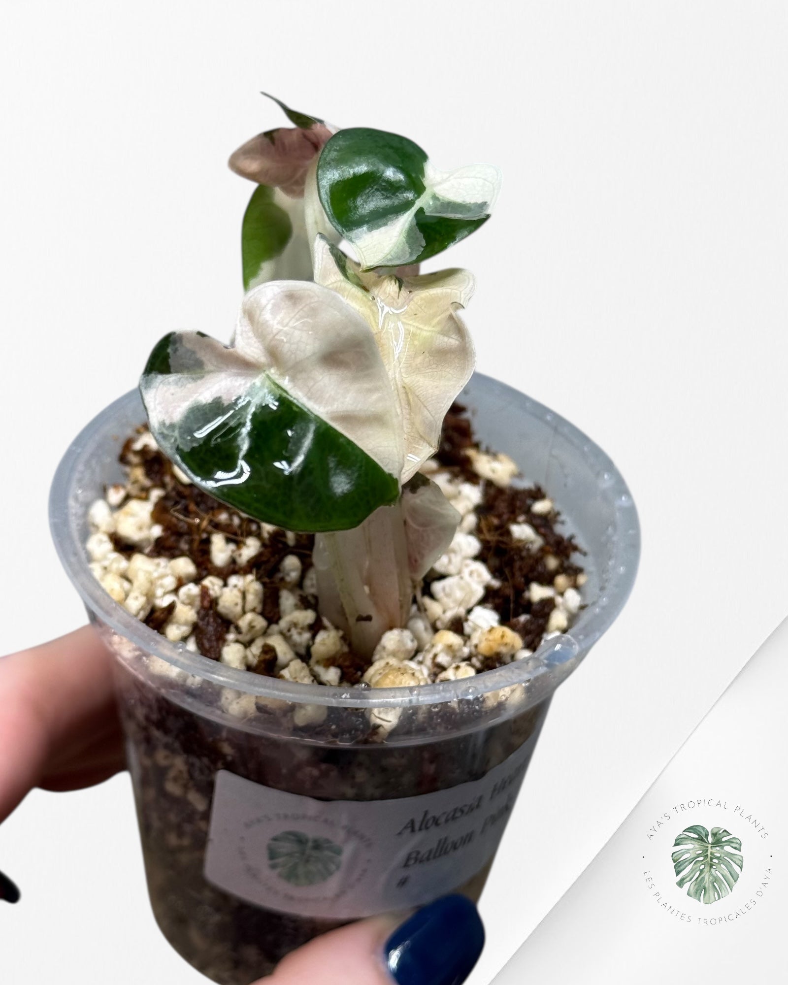 Alocasia Heart Balloon Pink variegated| Rare TC Plant| Aya's Tropical Plants