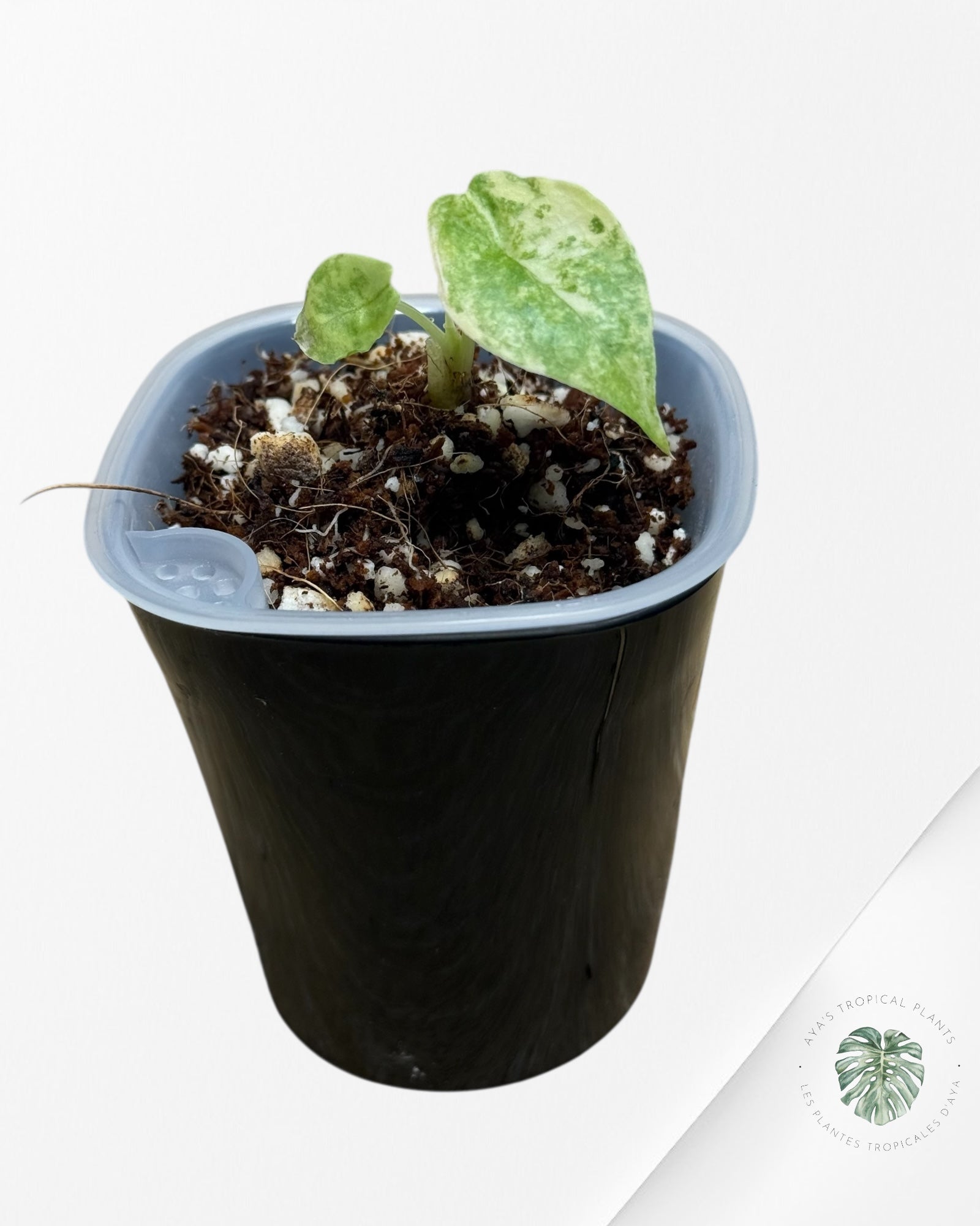 Alocasia Heterophylla "Dragons Breath" Aurea Variegated