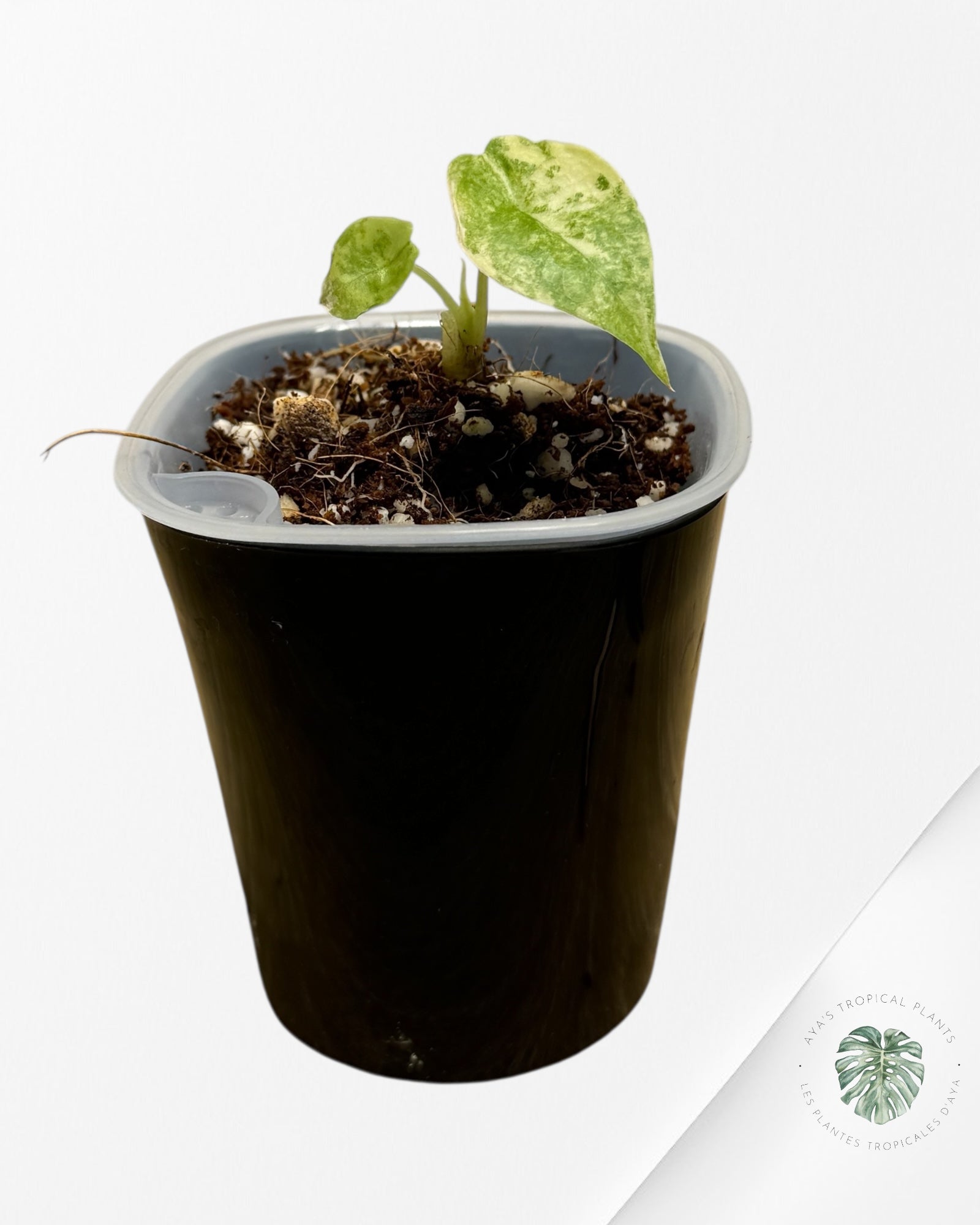 Alocasia Heterophylla "Dragons Breath" Aurea Variegated