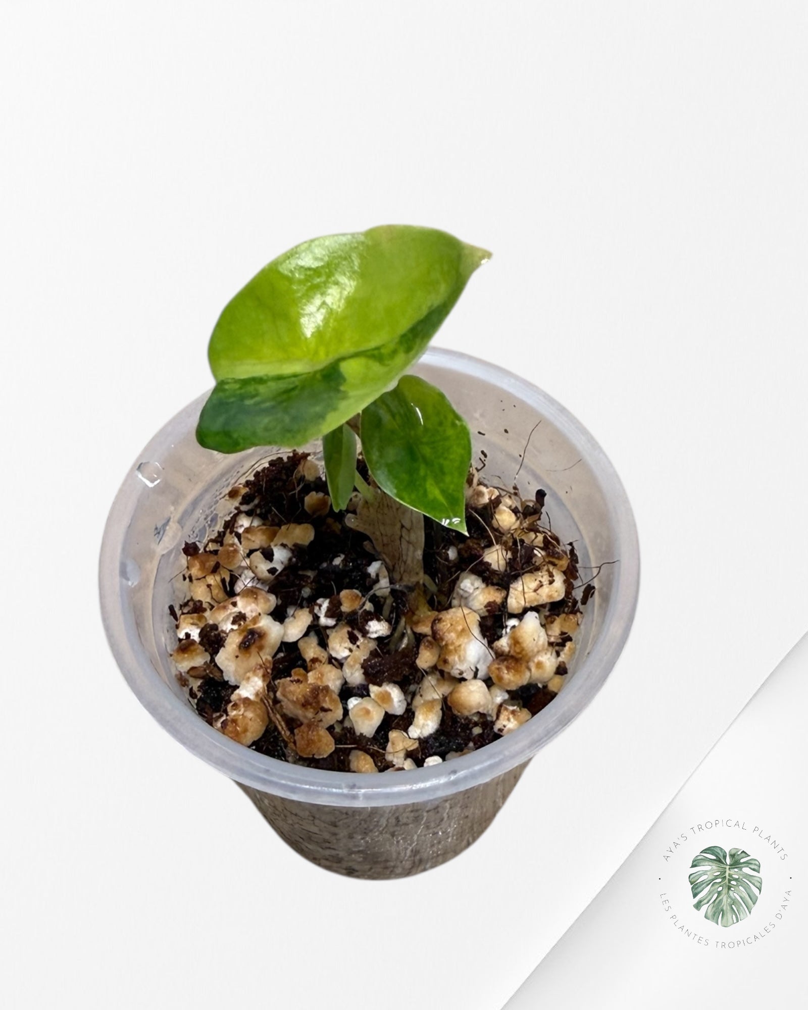 Alocasia Heterophylla Metallic  Blue variegated