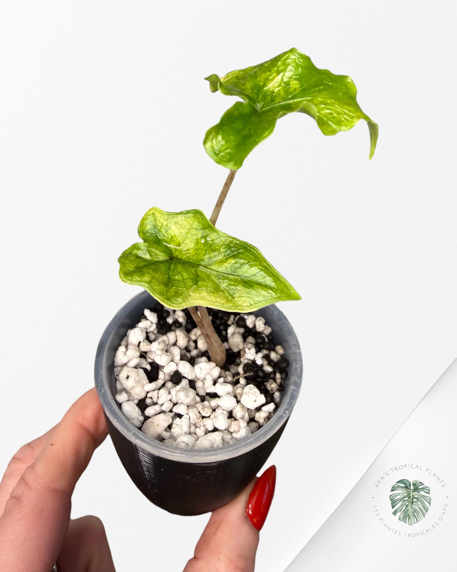 Alocasia Jacklyn Mystic Variegated