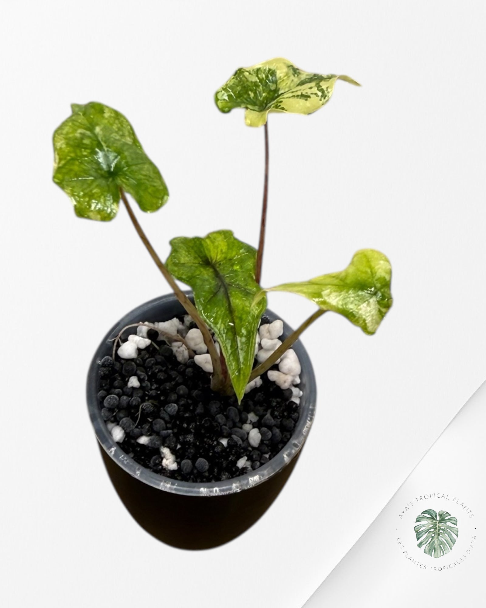 Alocasia Jacklyn Mystic Variegated