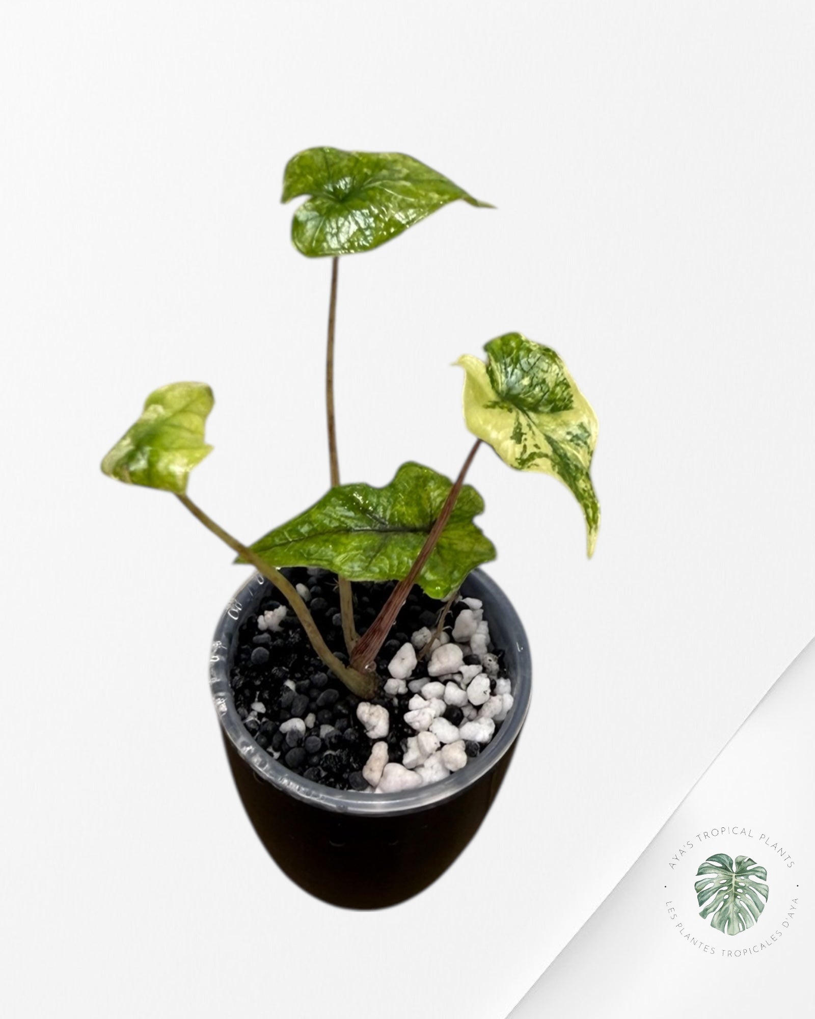 Alocasia Jacklyn Mystic Variegated