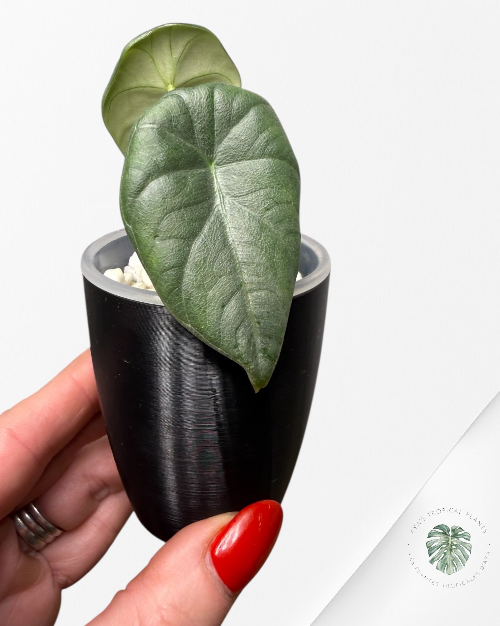 Alocasia Maharani Aurea Variegated