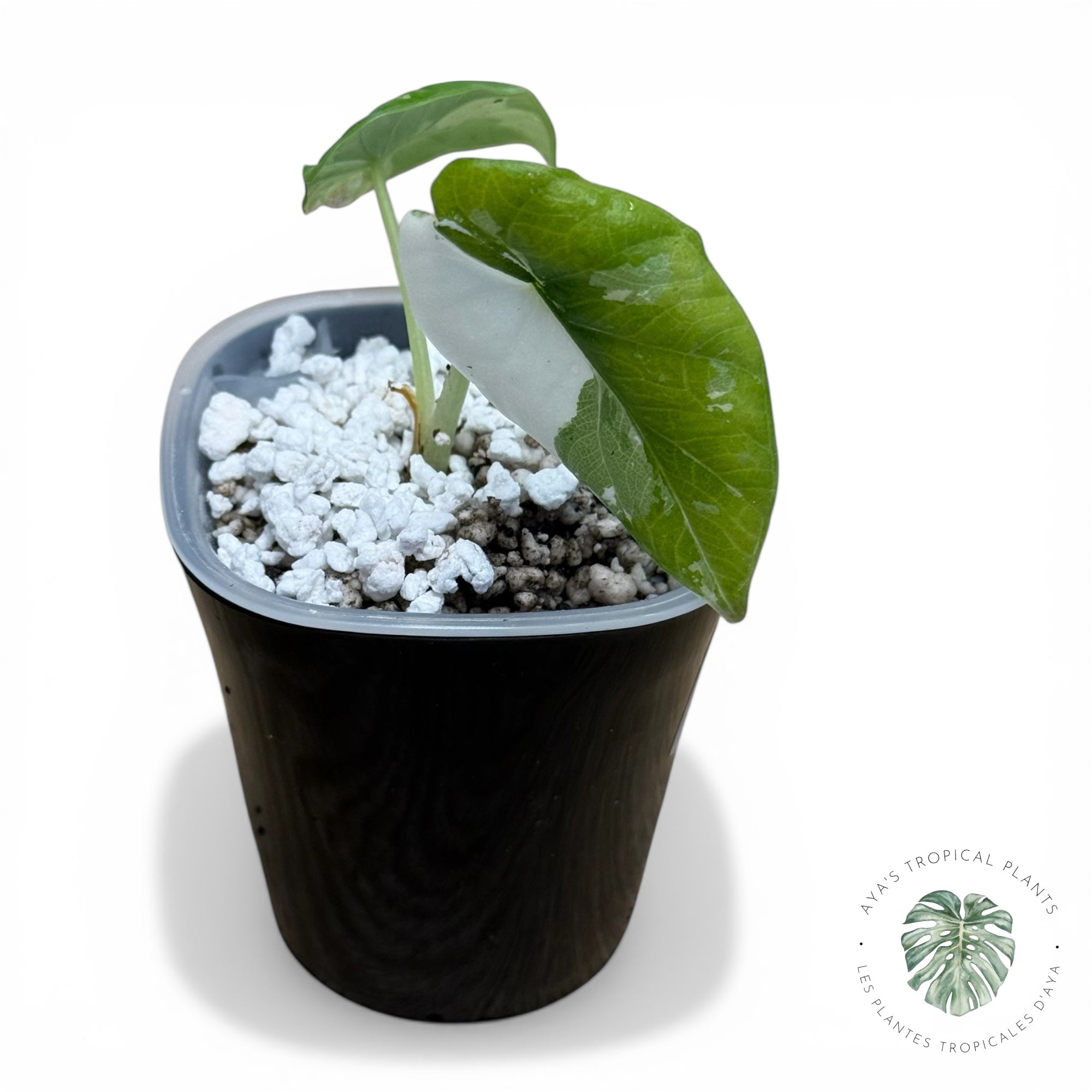 Alocasia Maharani Albo