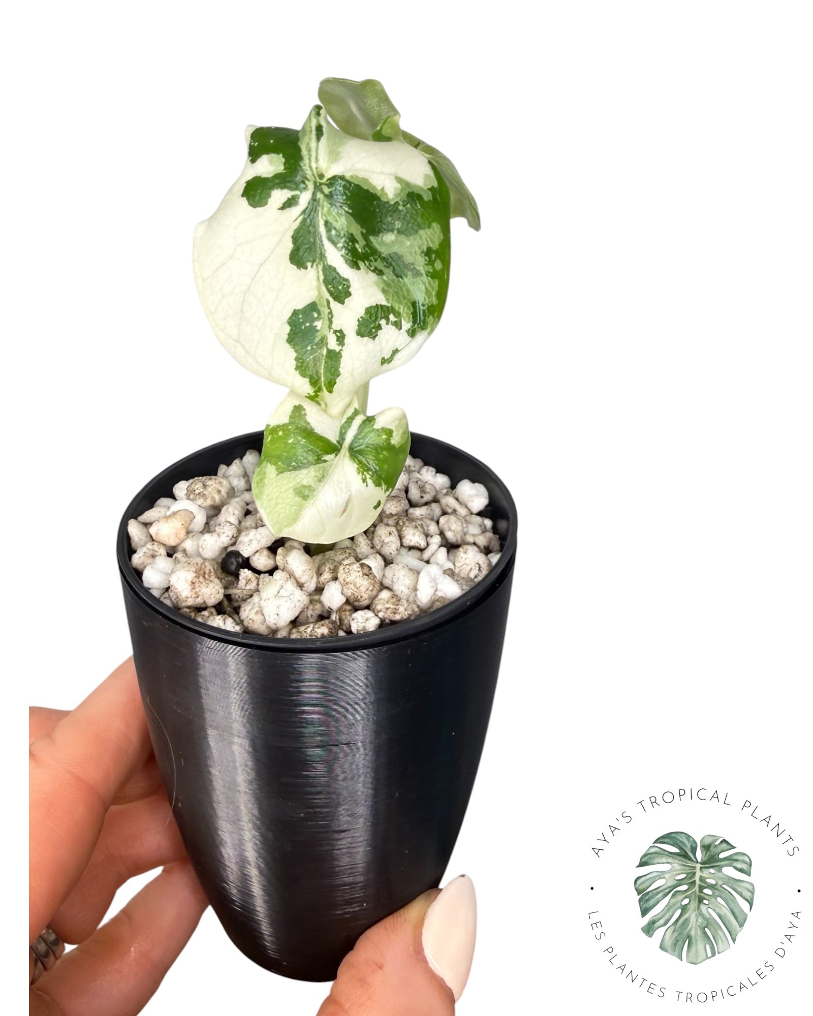 Alocasia Melo Albo Variegated
