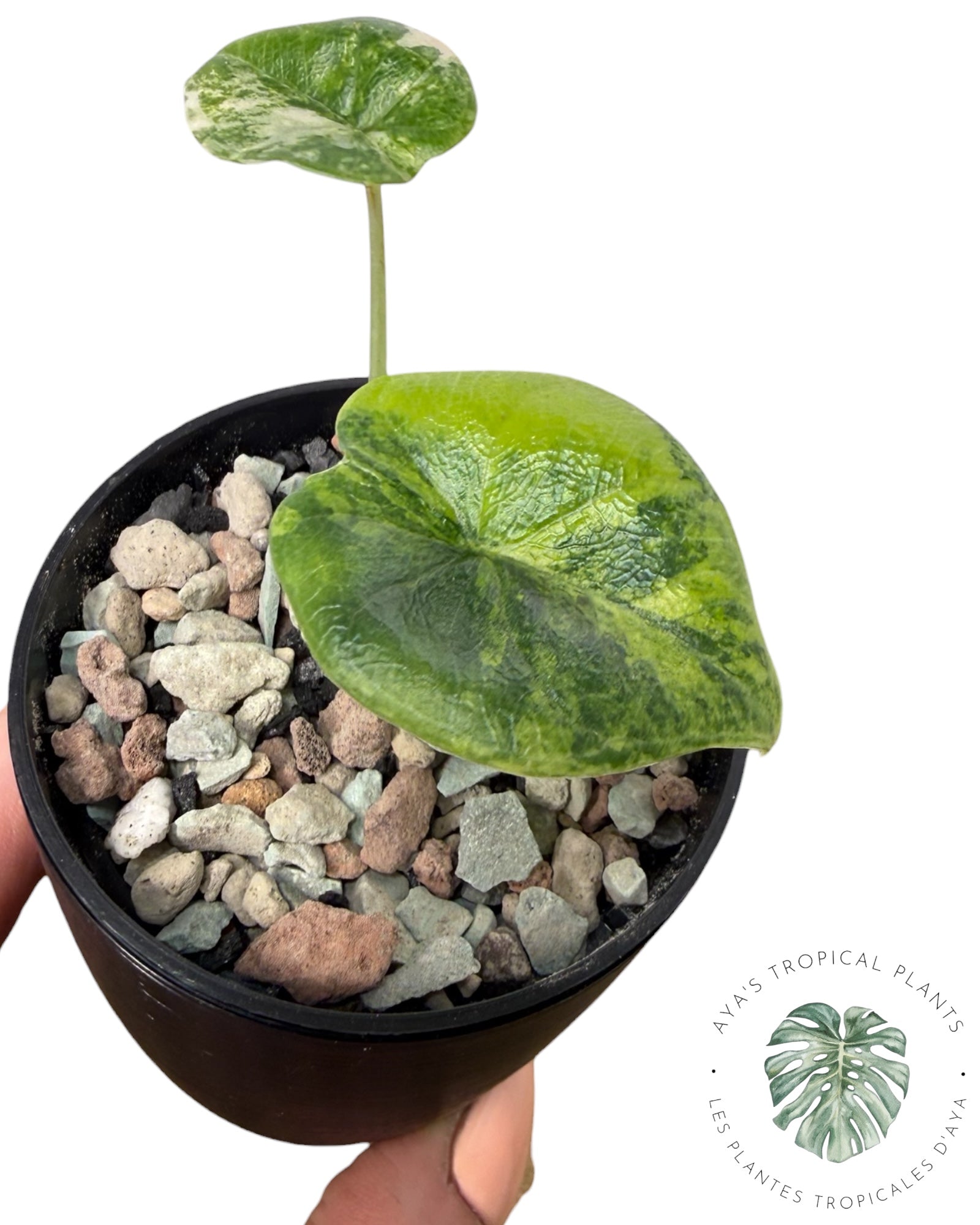 Alocasia Melo Aurea Variegated
