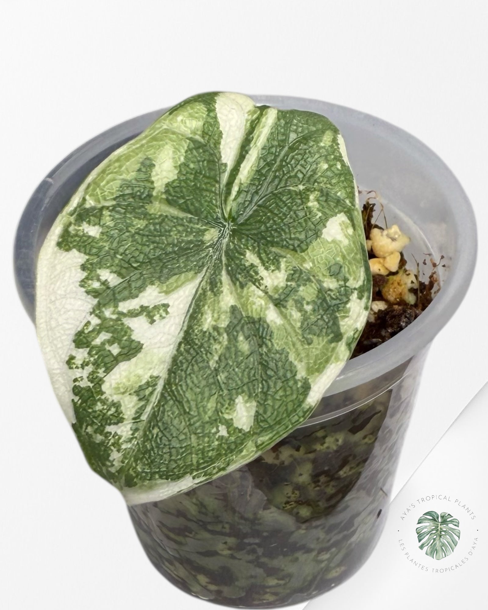 Alocasia Melo Variegated Albo| Rare TC Plant| Aya's Tropical Plants