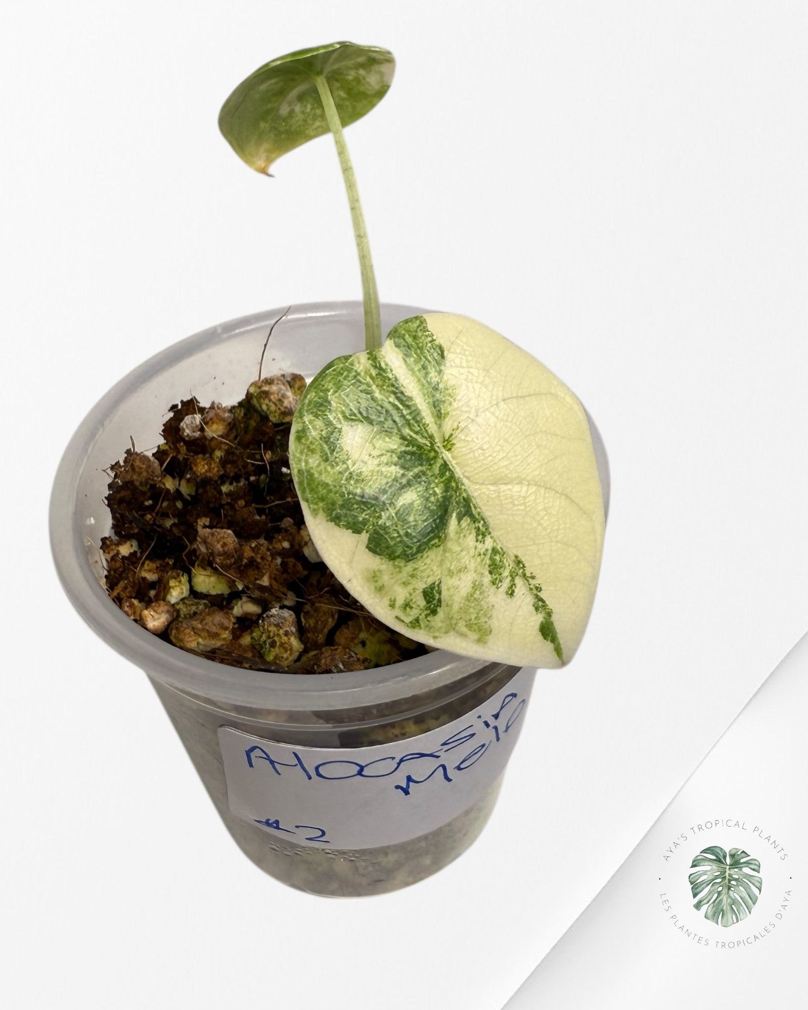 Alocasia Melo Variegated Aurea| Rare TC Plant| Aya's Tropical Plants