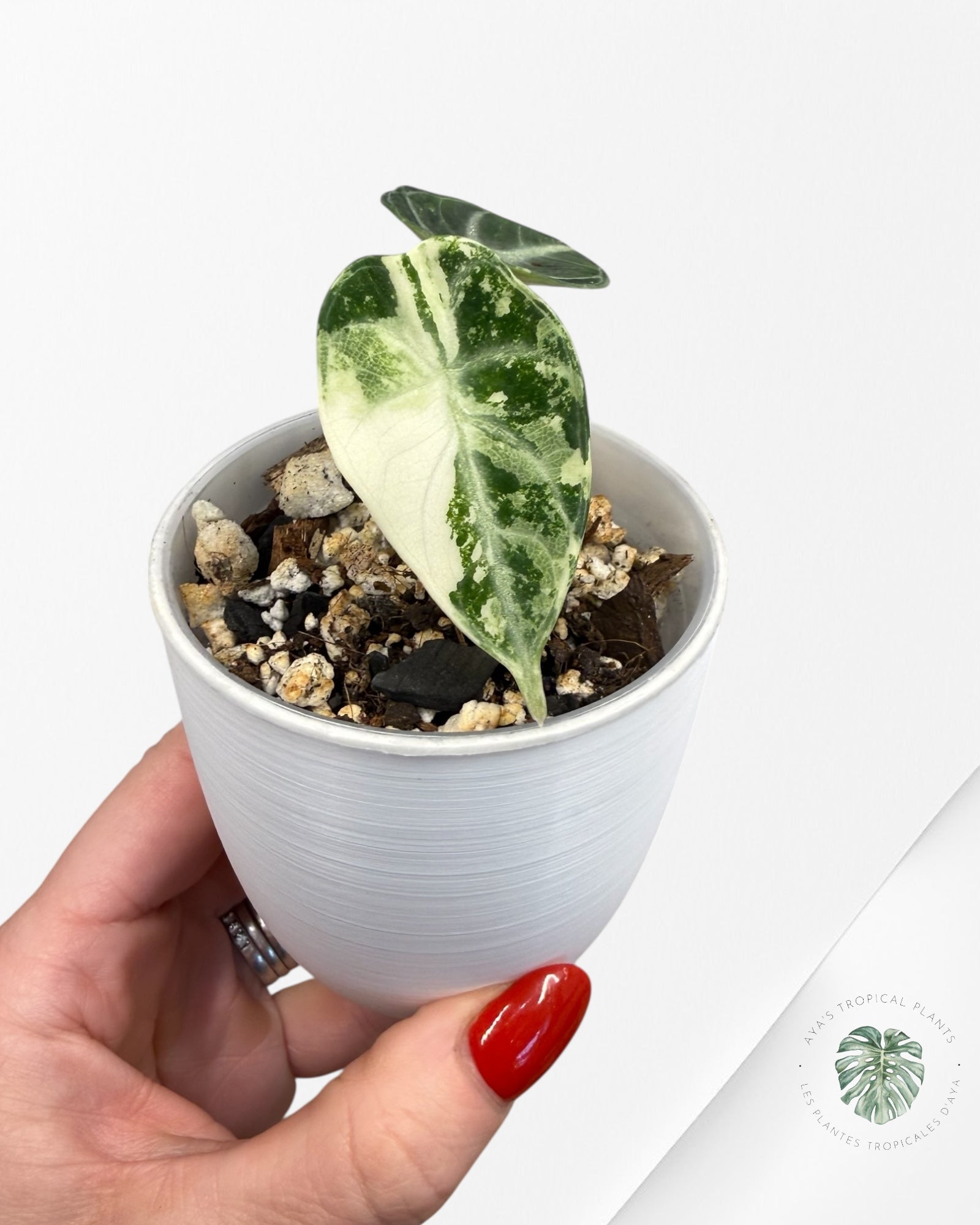 Alocasia YO519Alocasia Ninja Albo Variegated アロカシア ニンジャ