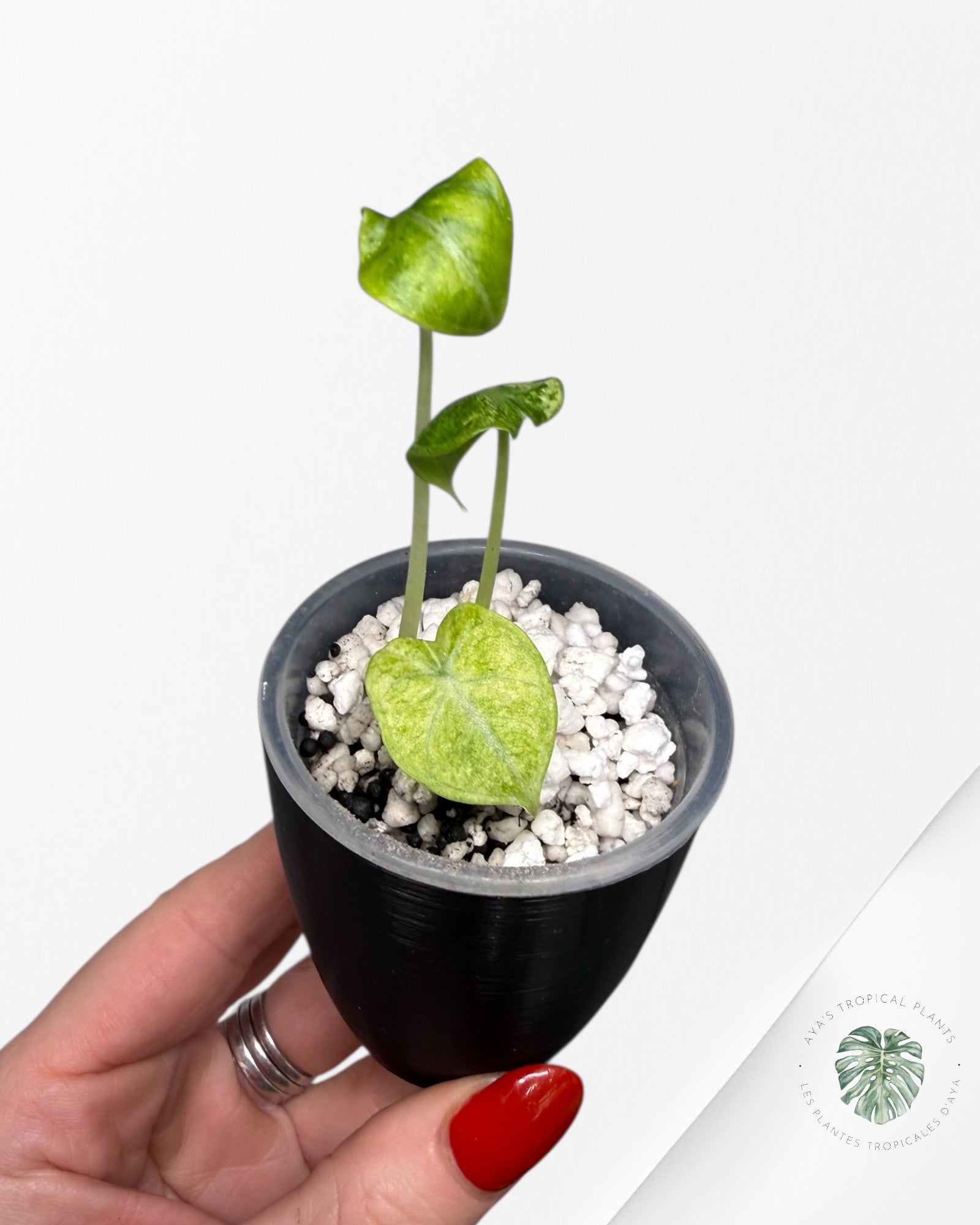 Alocasia Ninja Tricolor Variegated