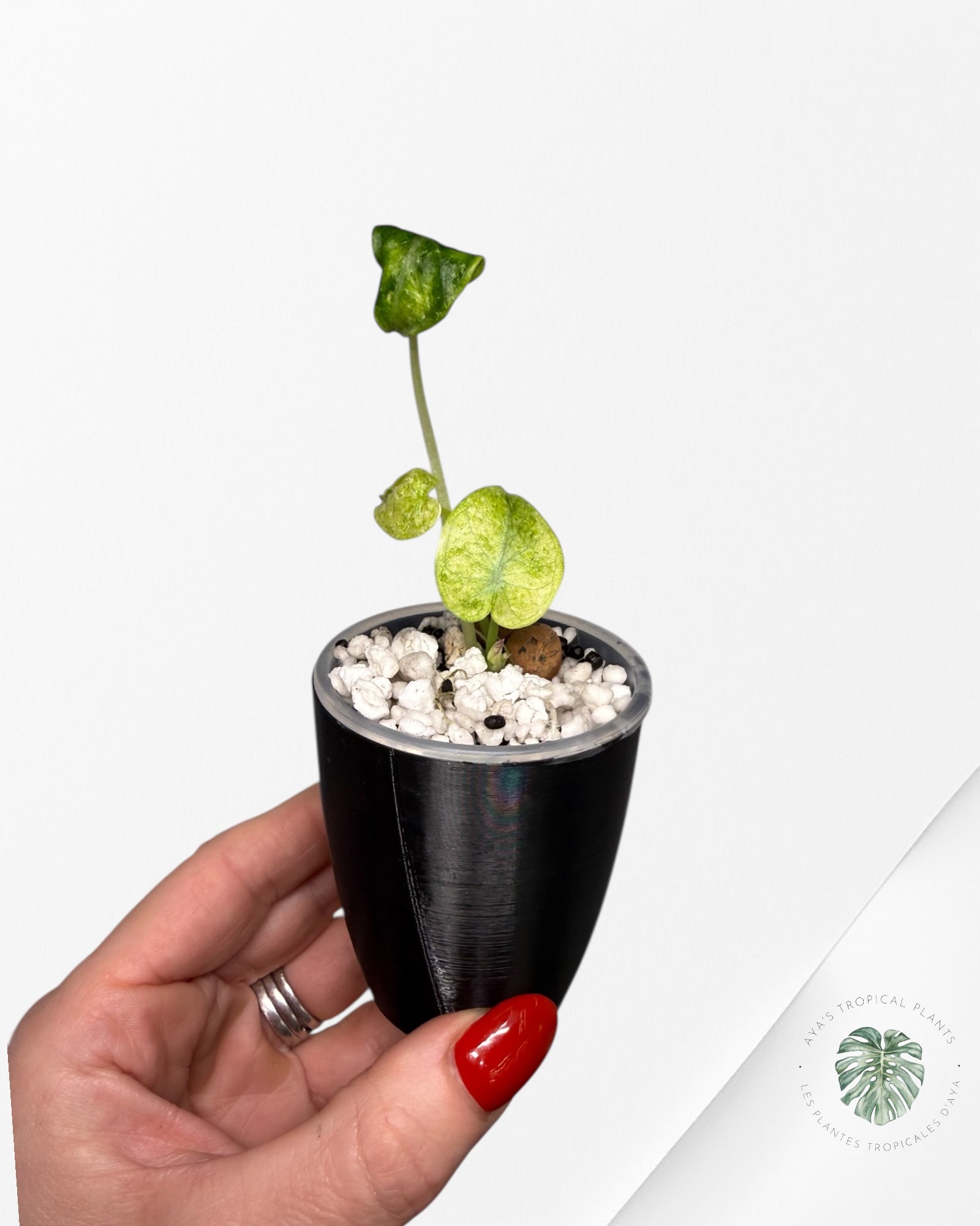 Alocasia Ninja Tricolor Variegated