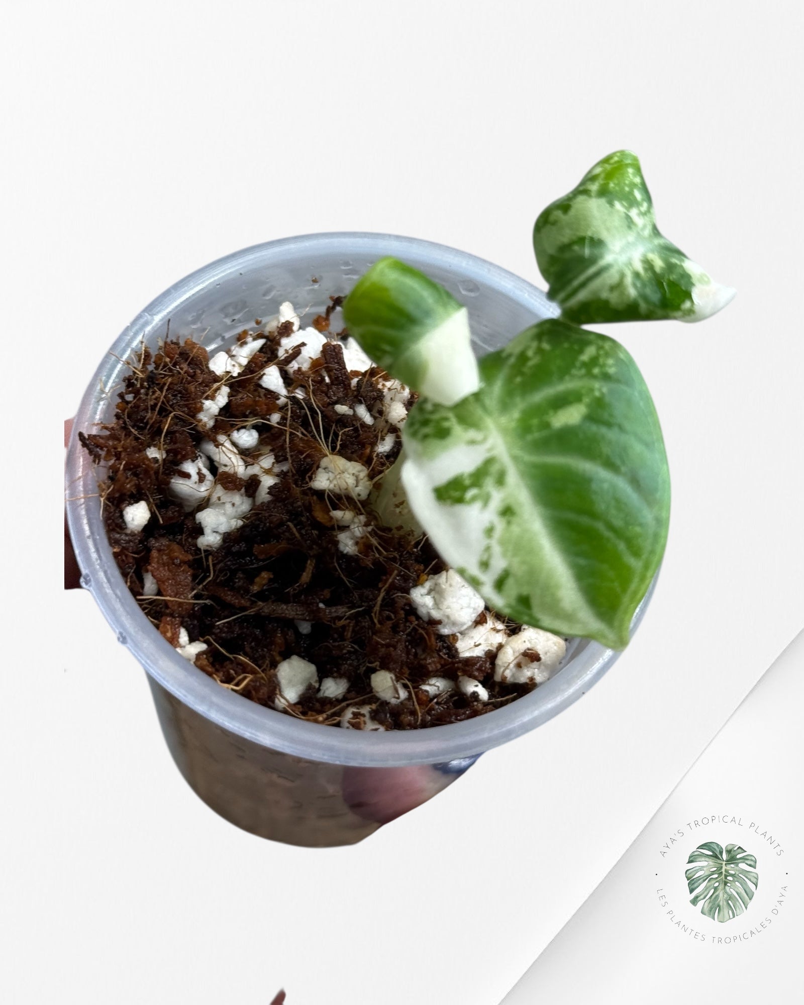 Alocasia Ninja Variegated Albo | Rare TC Plant| Aya's Tropical Plants