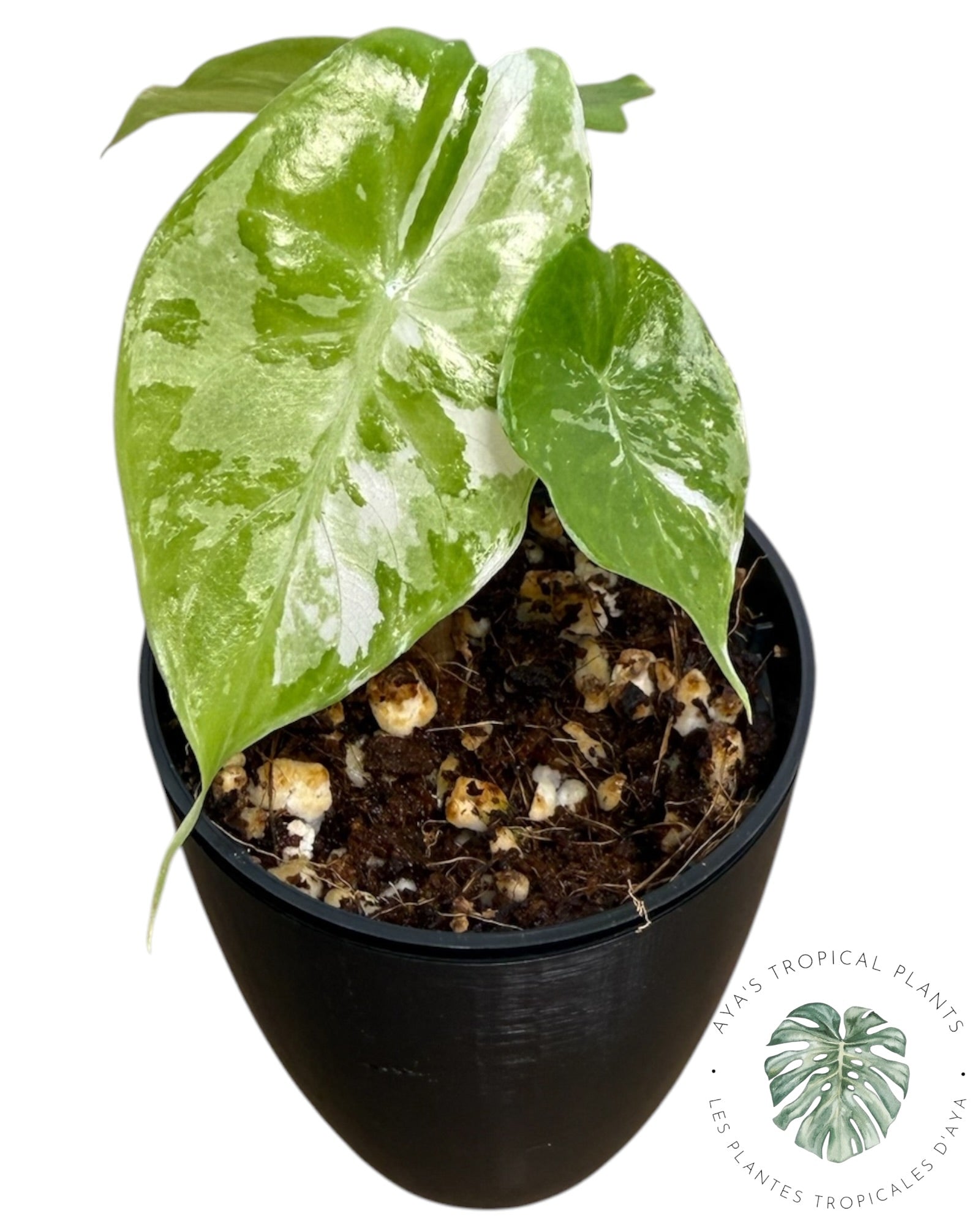 Alocasia Pink Dragon Albo