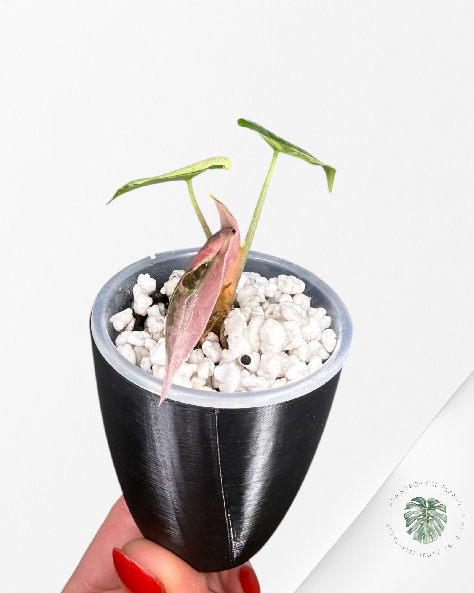 Alocasia Polly Pink panaché