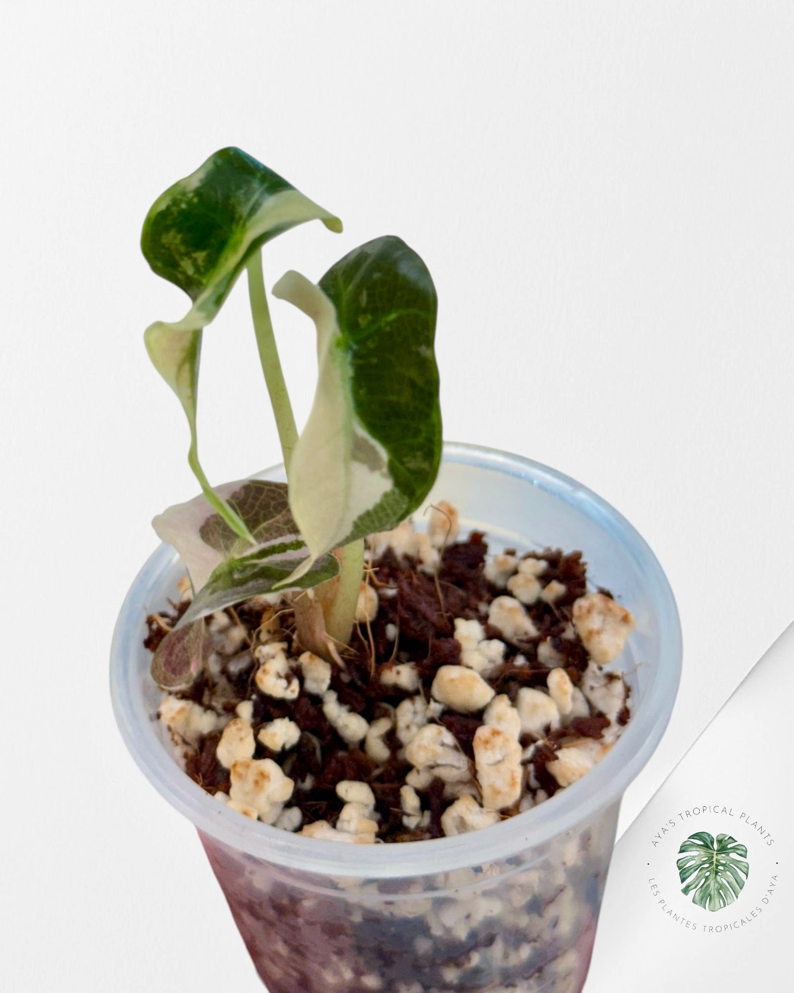 Alocasia Polly Variegated Pink