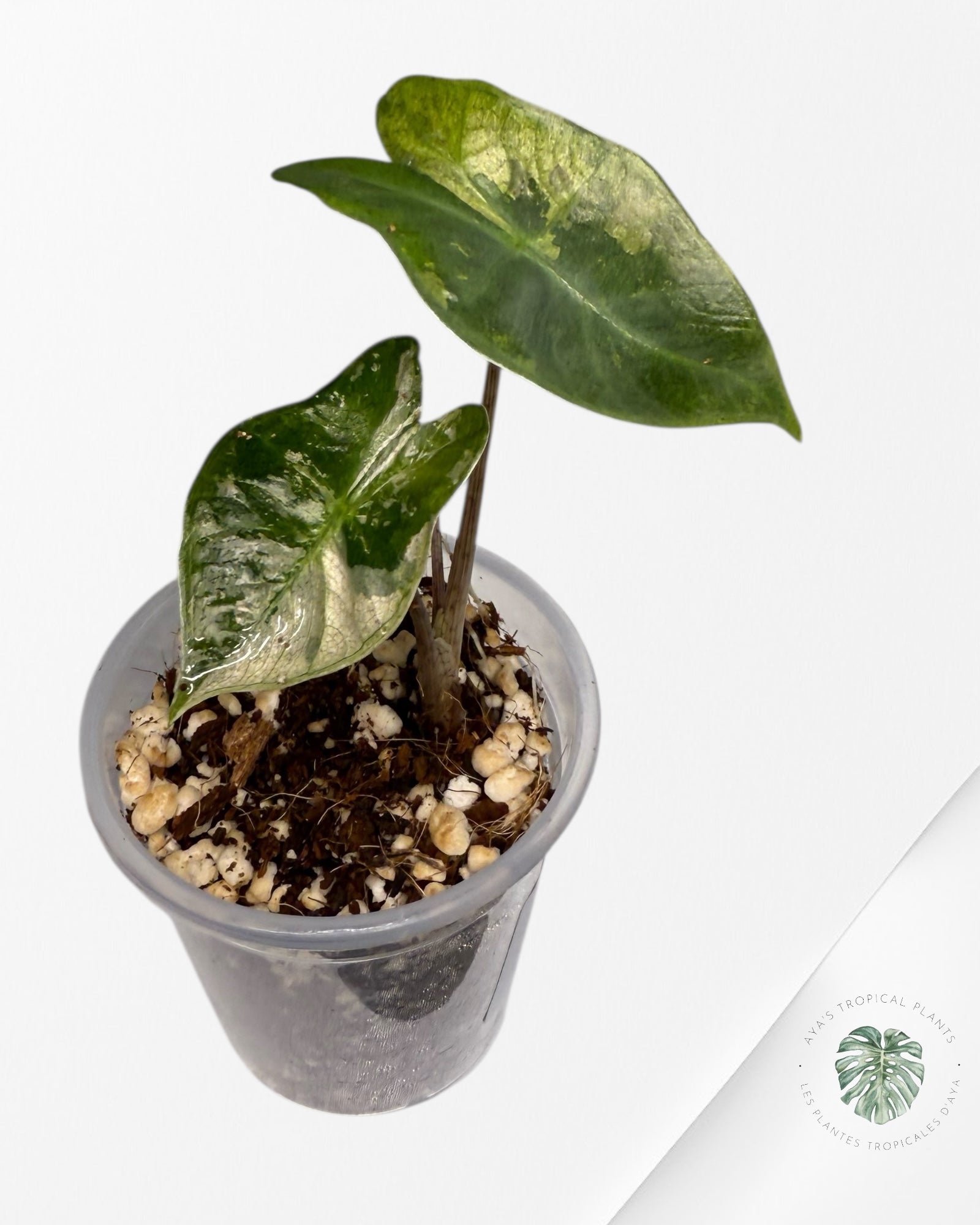 Alocasia Pseudo-Sanderiana Pink Variegated| Rare TC Plant| Aya's Tropical Plants