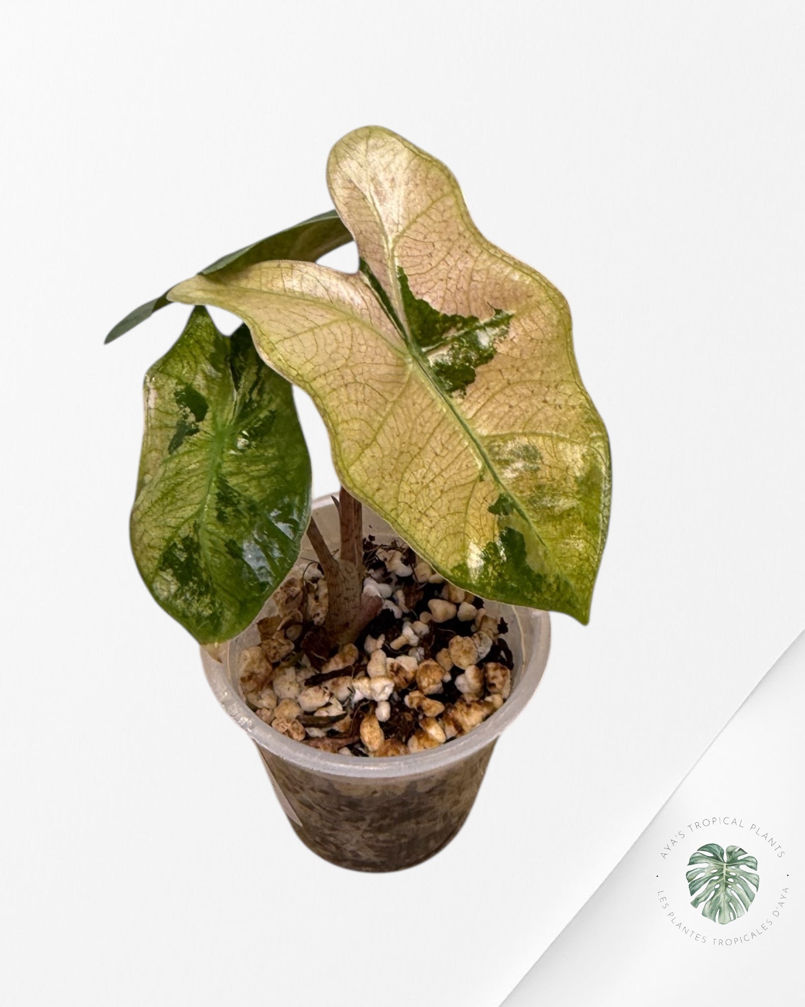 Alocasia Pseudo-Sanderiana panachée rose | Plante rare cultivée en culture tropicale | Plantes tropicales d'Aya
