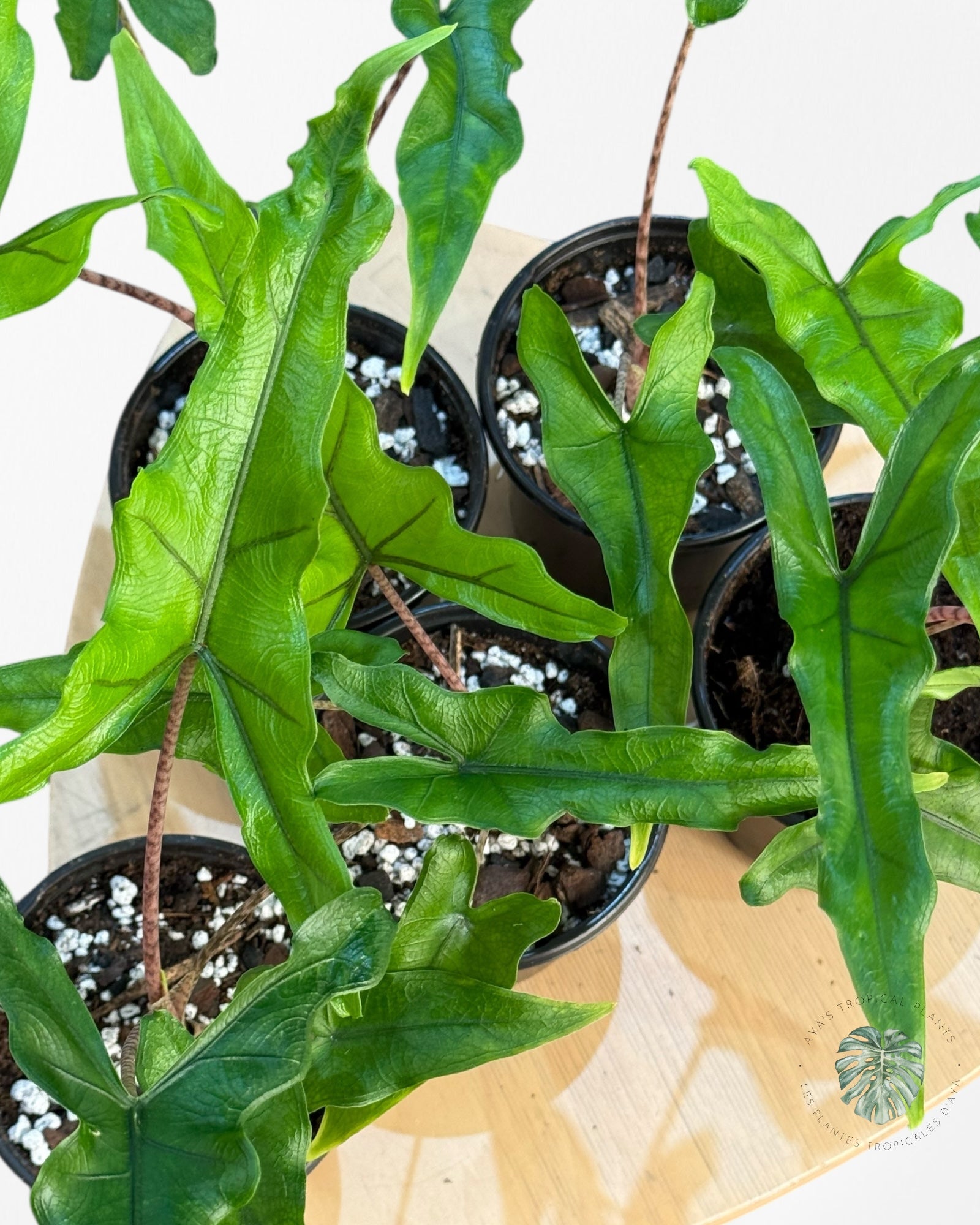 Alocasia Sabrina | Aracée | Plantes tropicales d'Aya