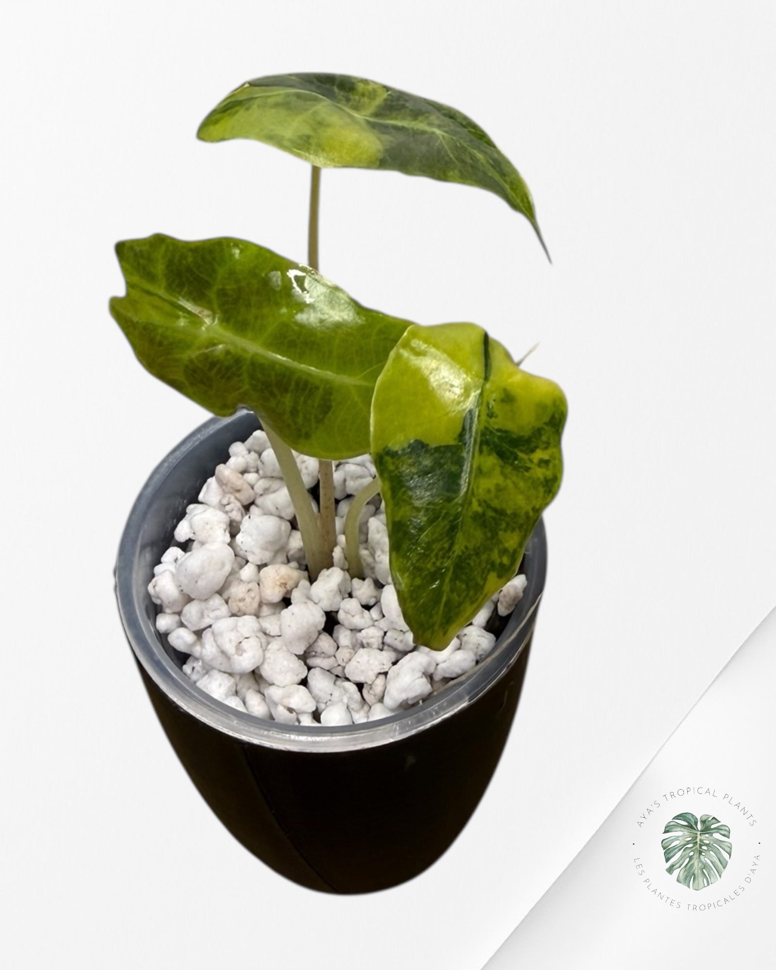 Alocasia Sanderiana 'Bull' Aurea panaché