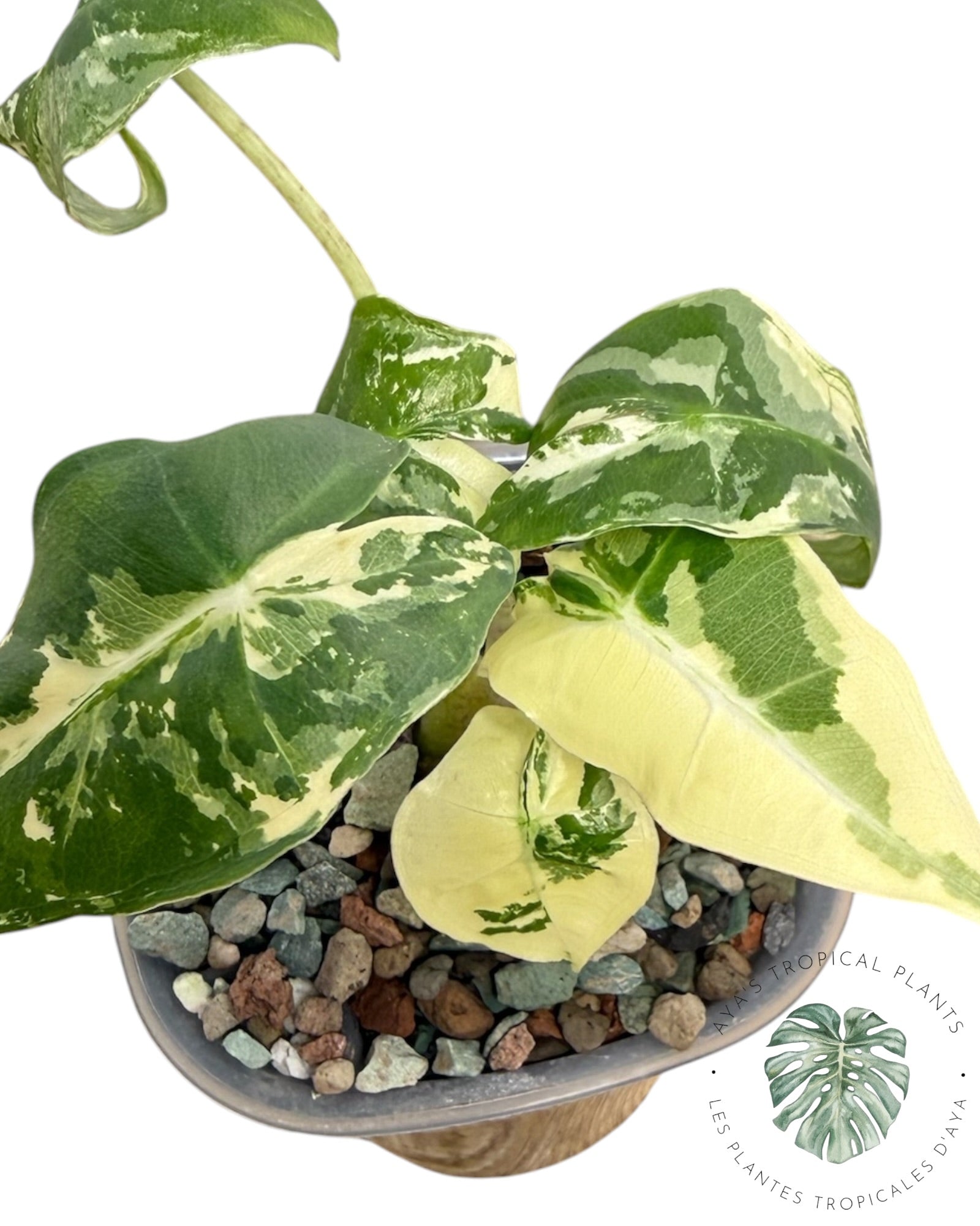 Alocasia Sarian Albo Variegated