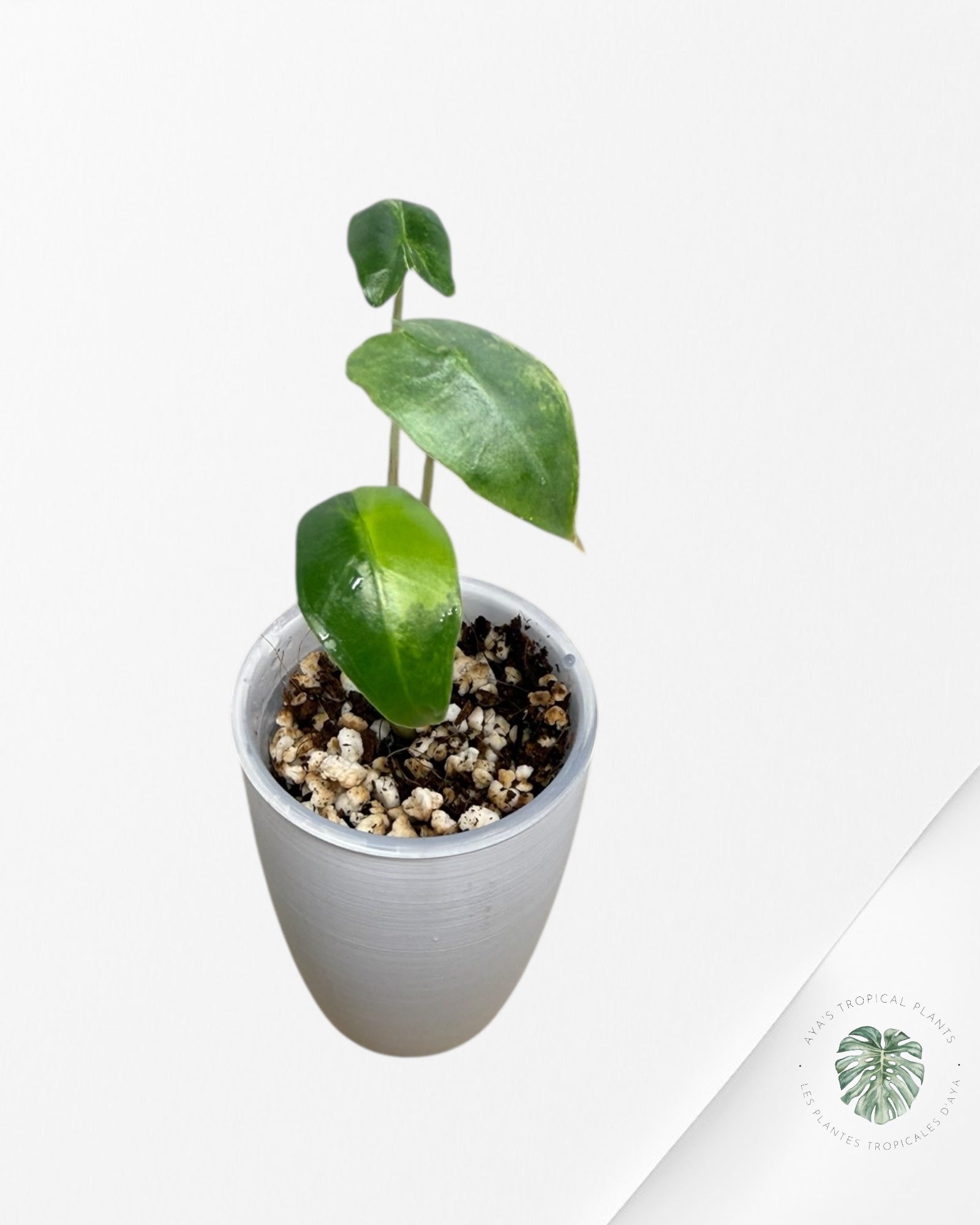 Alocasia Sarian Aurea Variegated