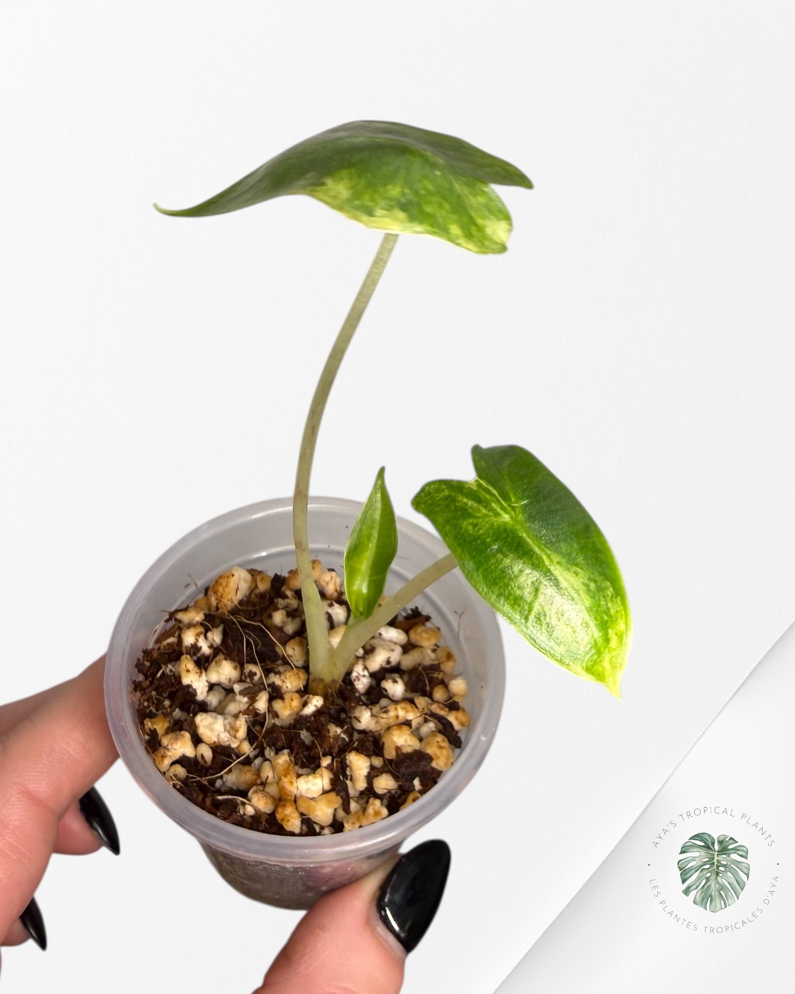 Rare variegated Alocasia