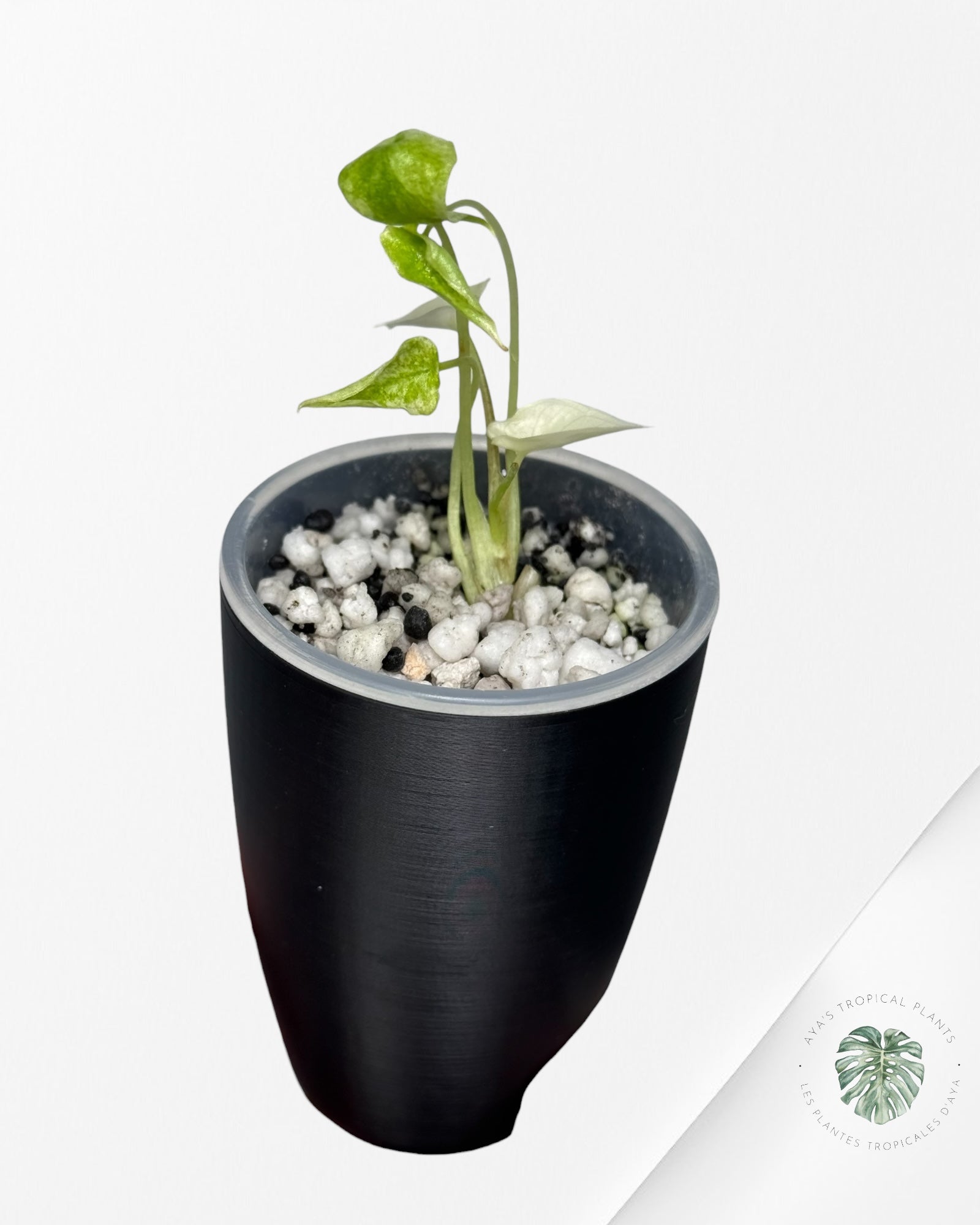 Alocasia Scalprum Albo Mint Variegated