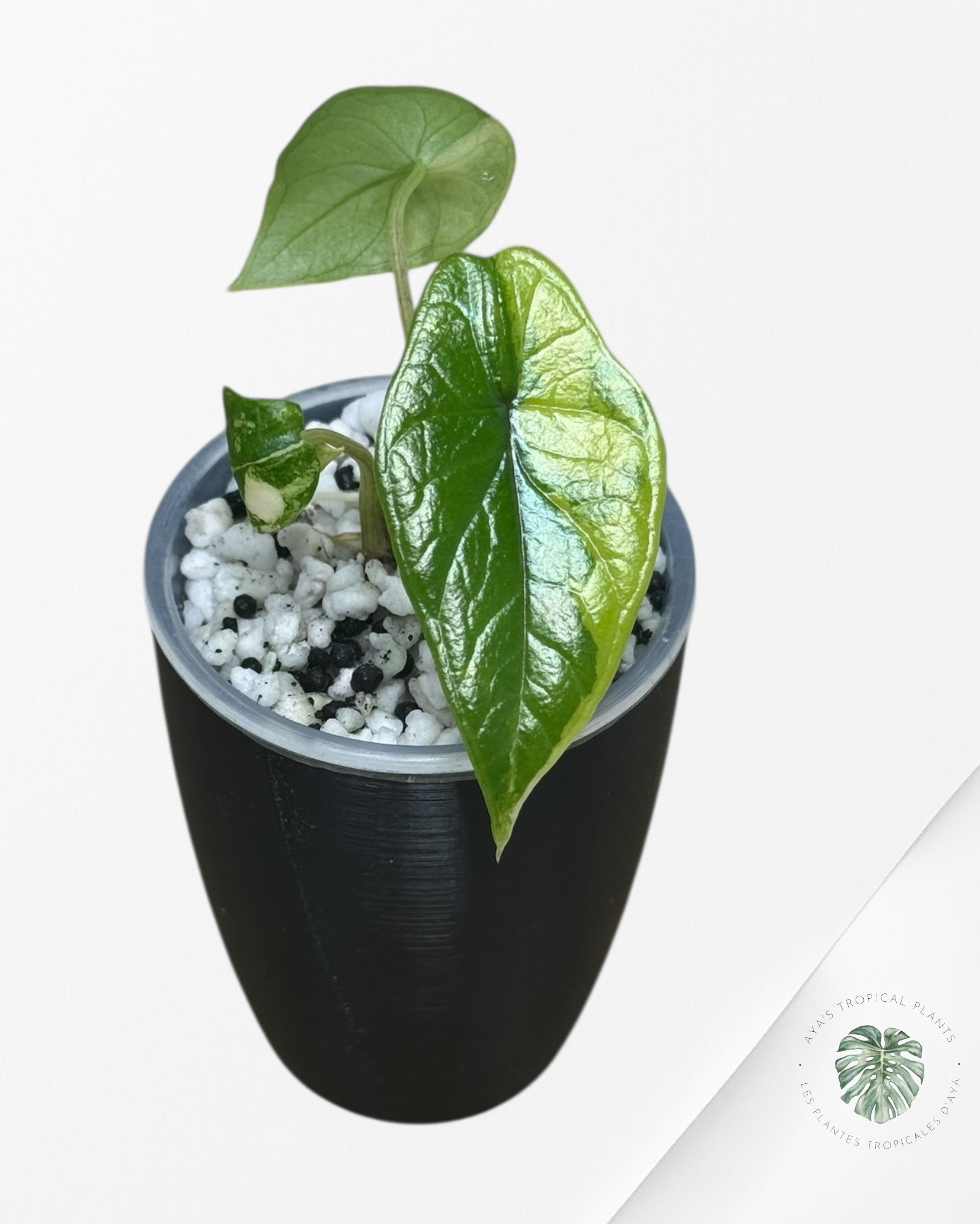 アロカシア スカルプラム オーレア 斑入り nife.plants | アロカシア