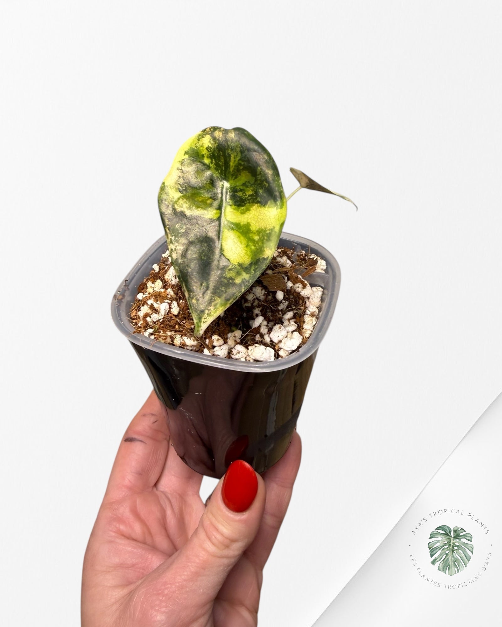 Alocasia Sedenii Aurea Variegated