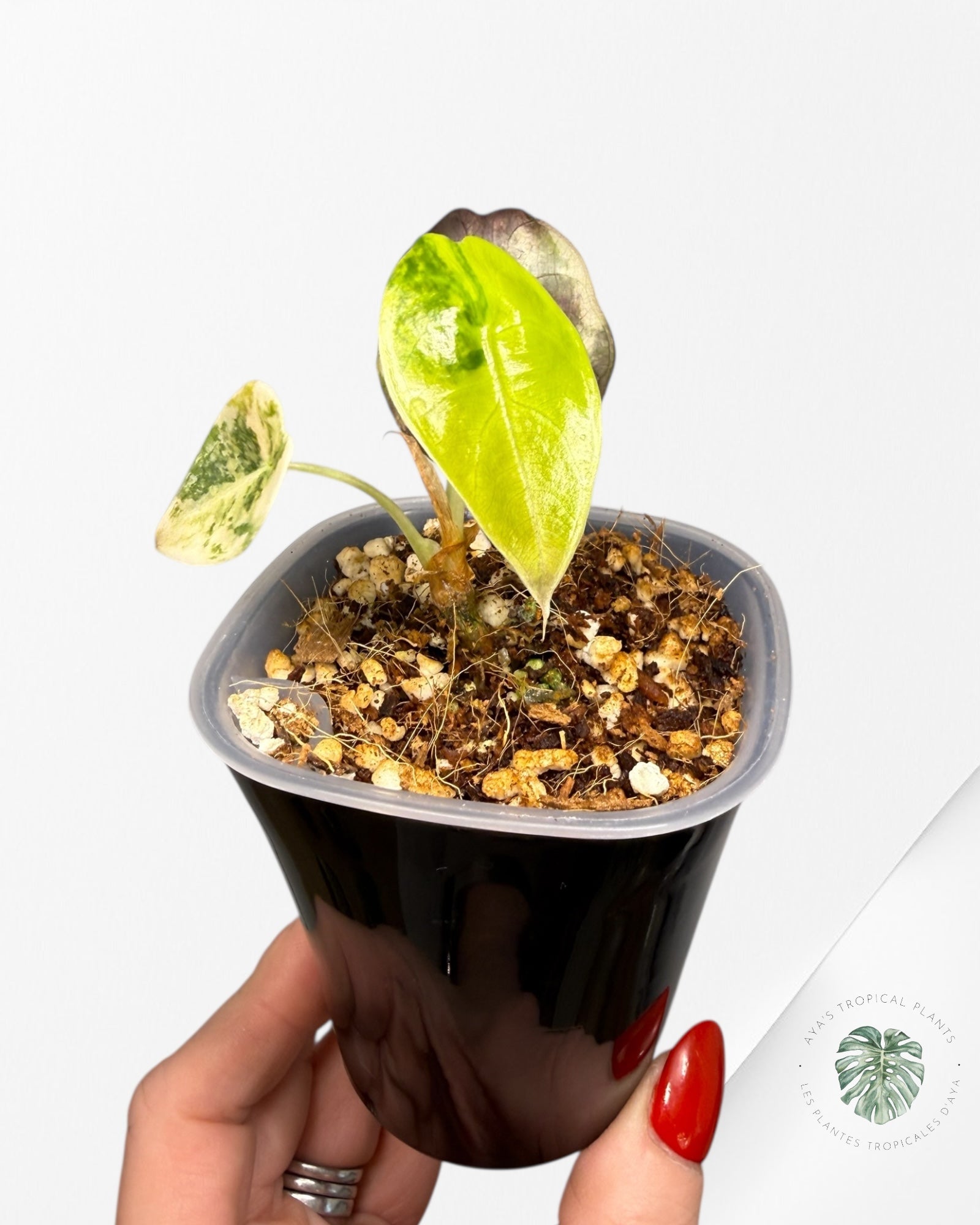 Alocasia Sedenii Aurea Variegated