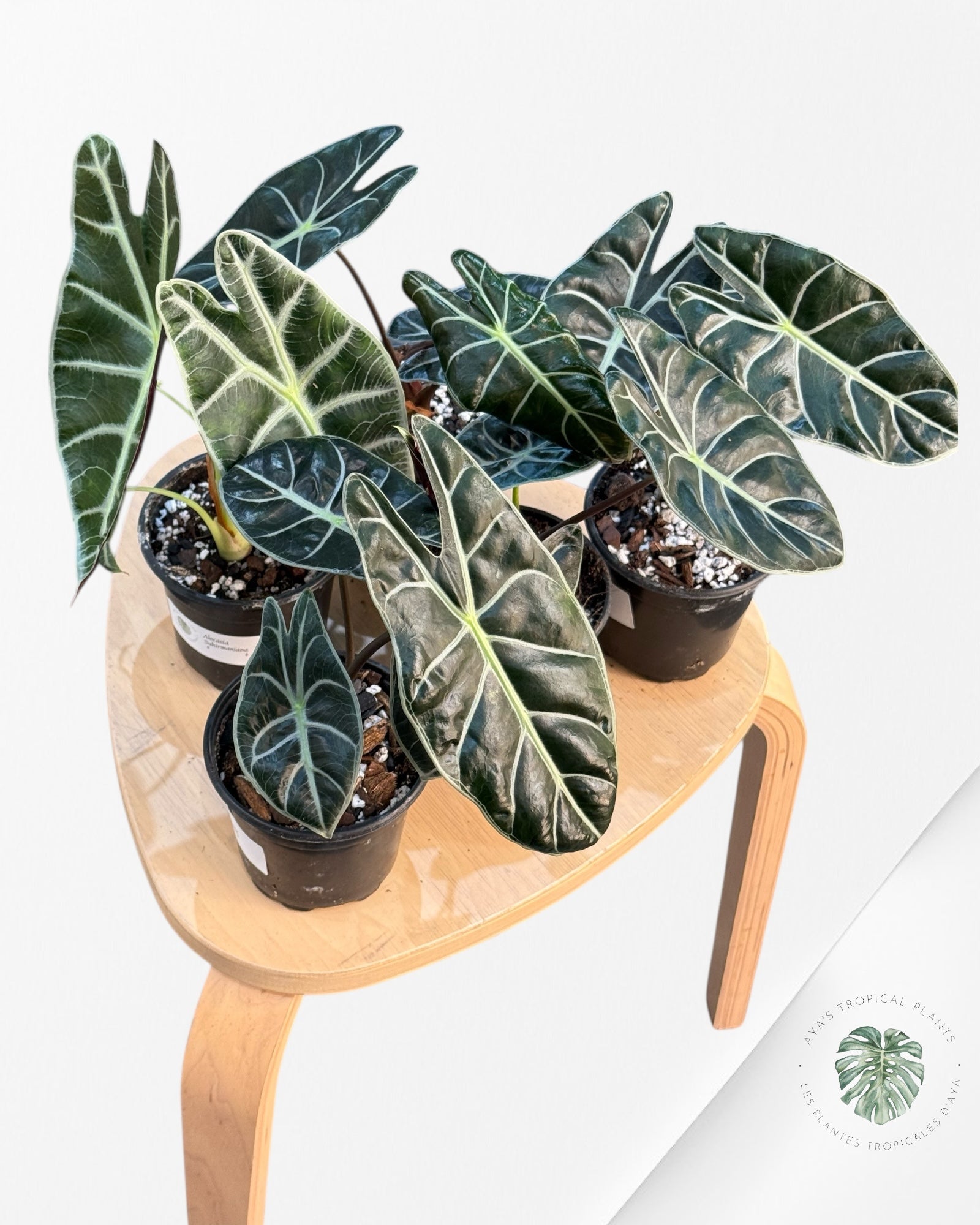 Alocasia Suhirmaniana Purple | Aroid | Aya’s tropical plant
