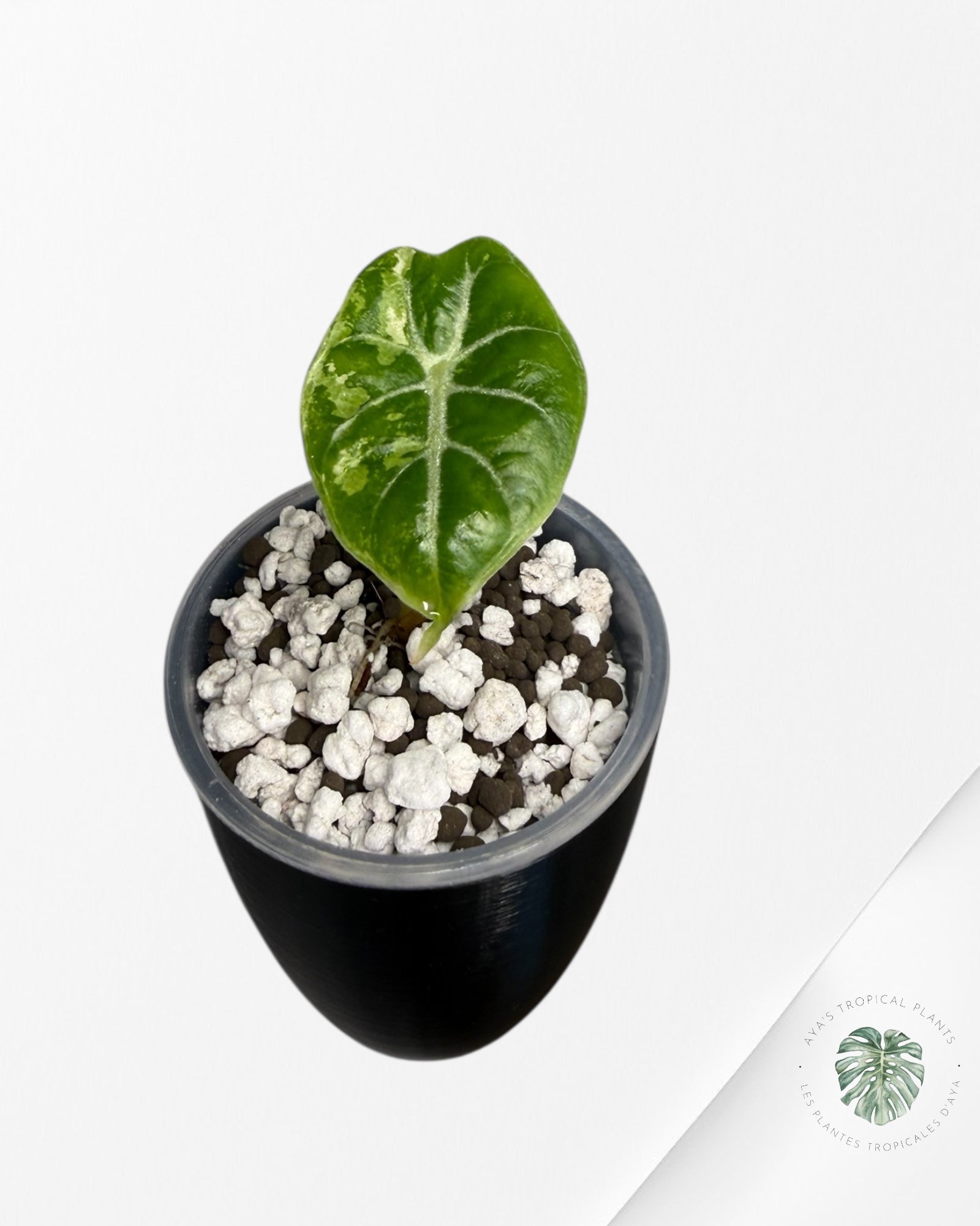 Alocasia Watsoniana Doff. Pink Variegated