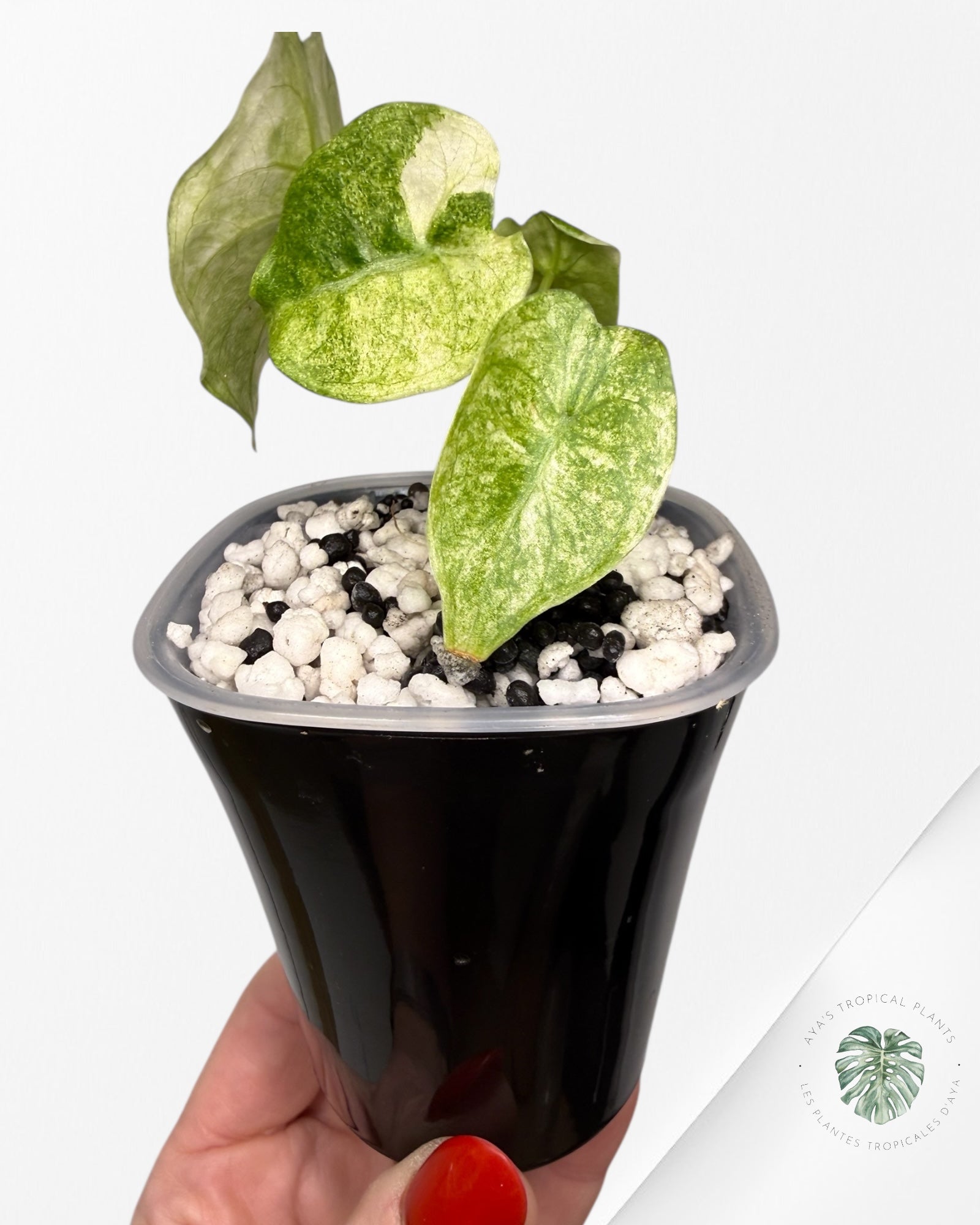 Alocasia Watsoniana Glossy Pink Variegated