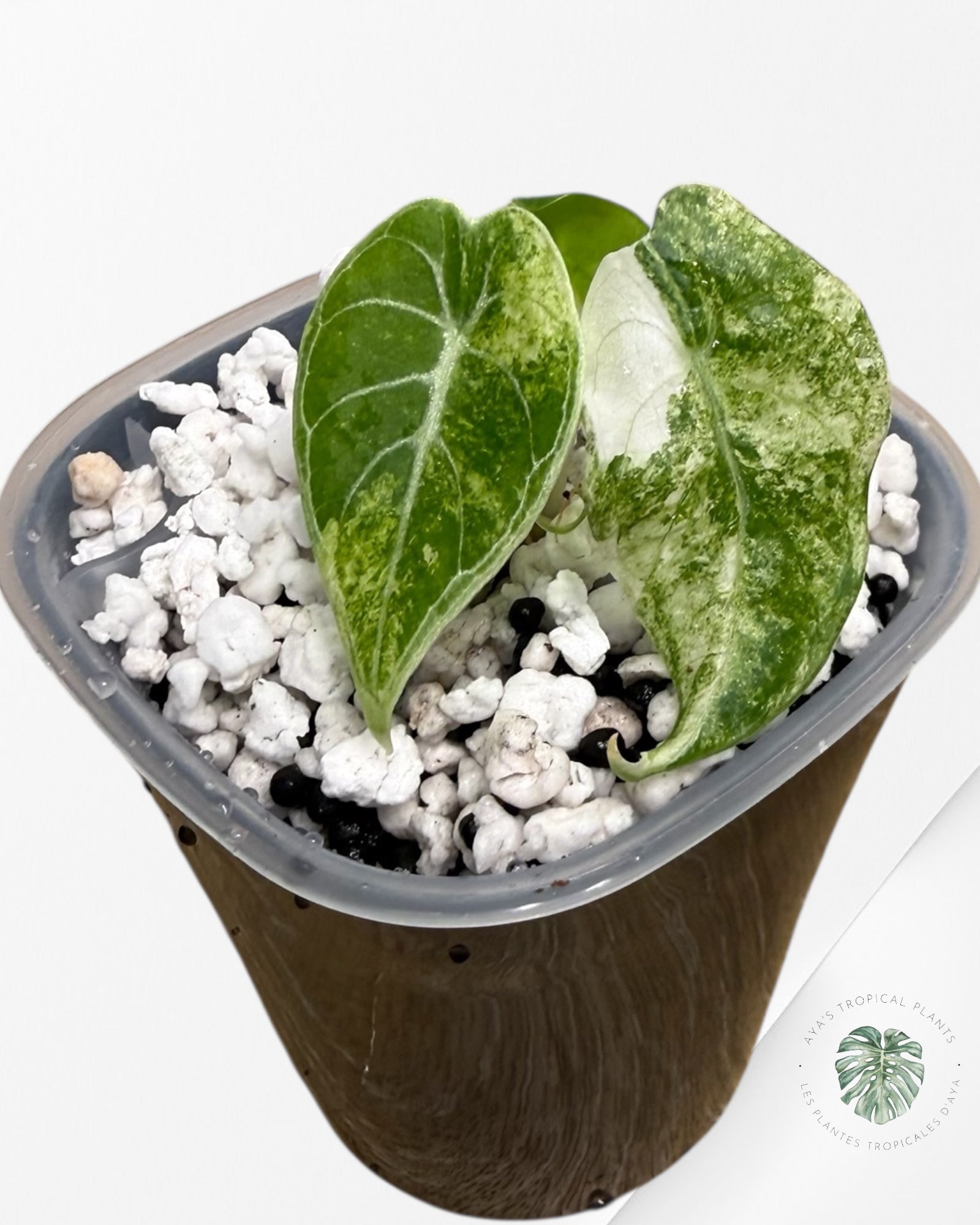 Rare Alocasia Variegated
